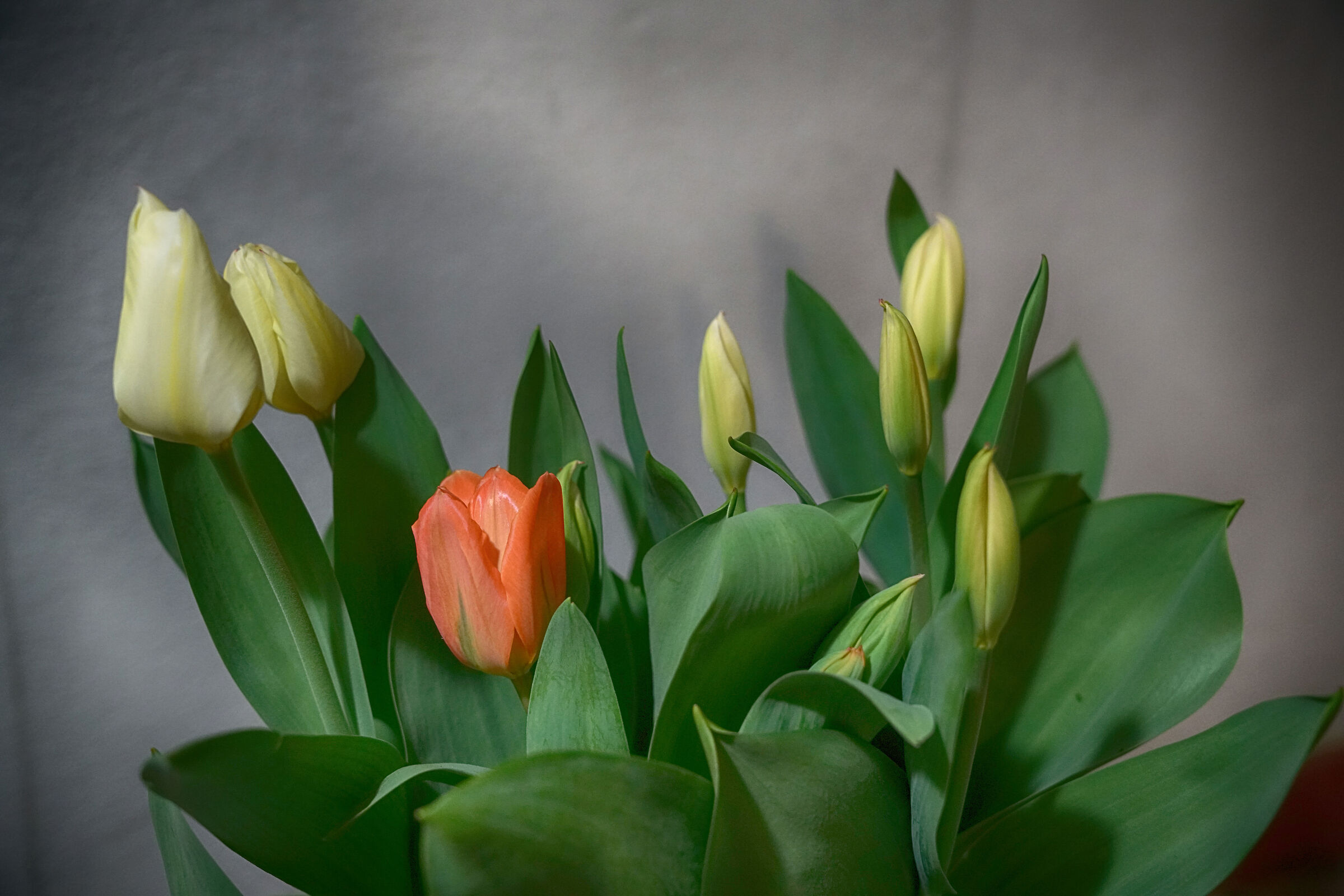 Tulips