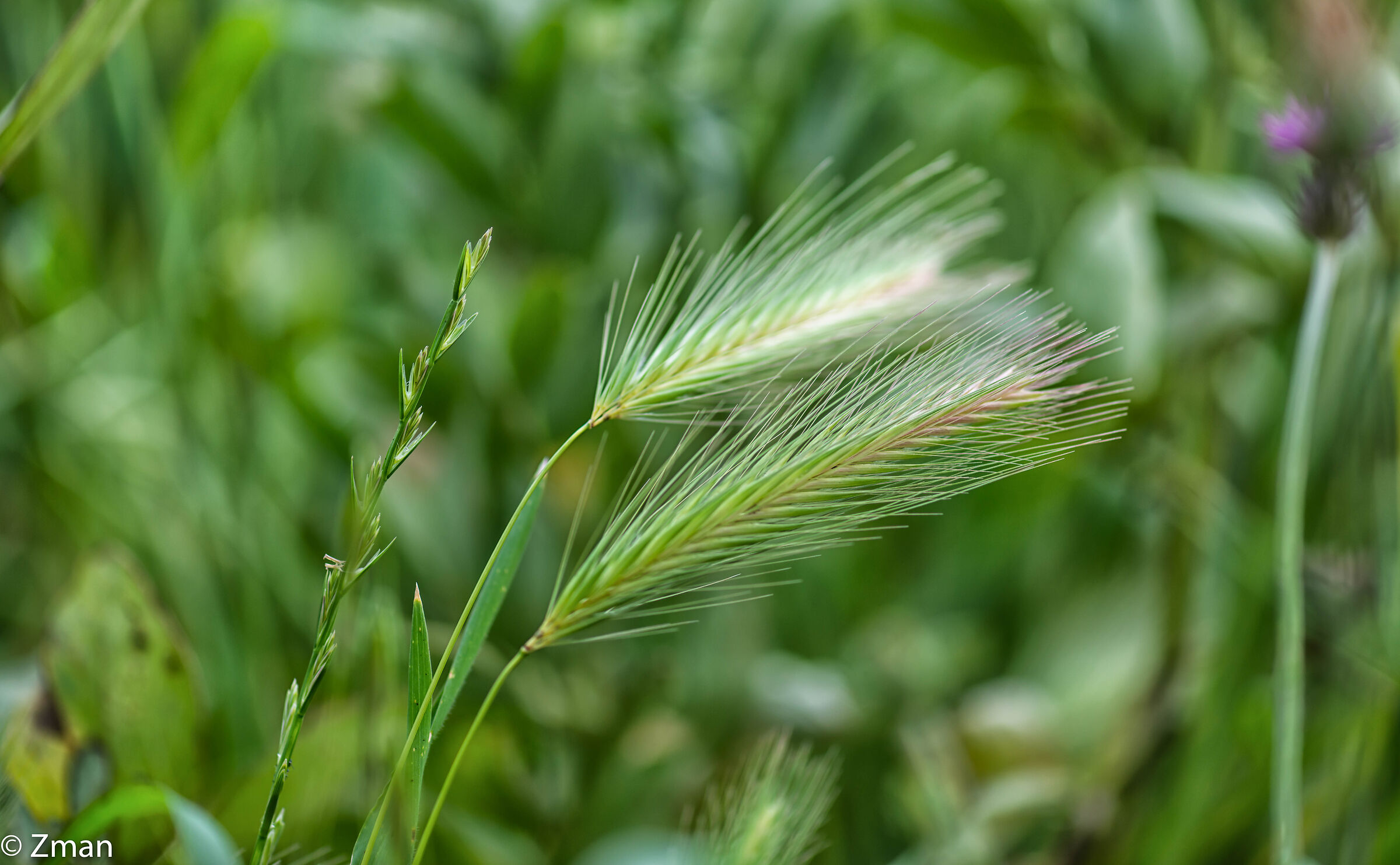 Selvaggio e minuscolo