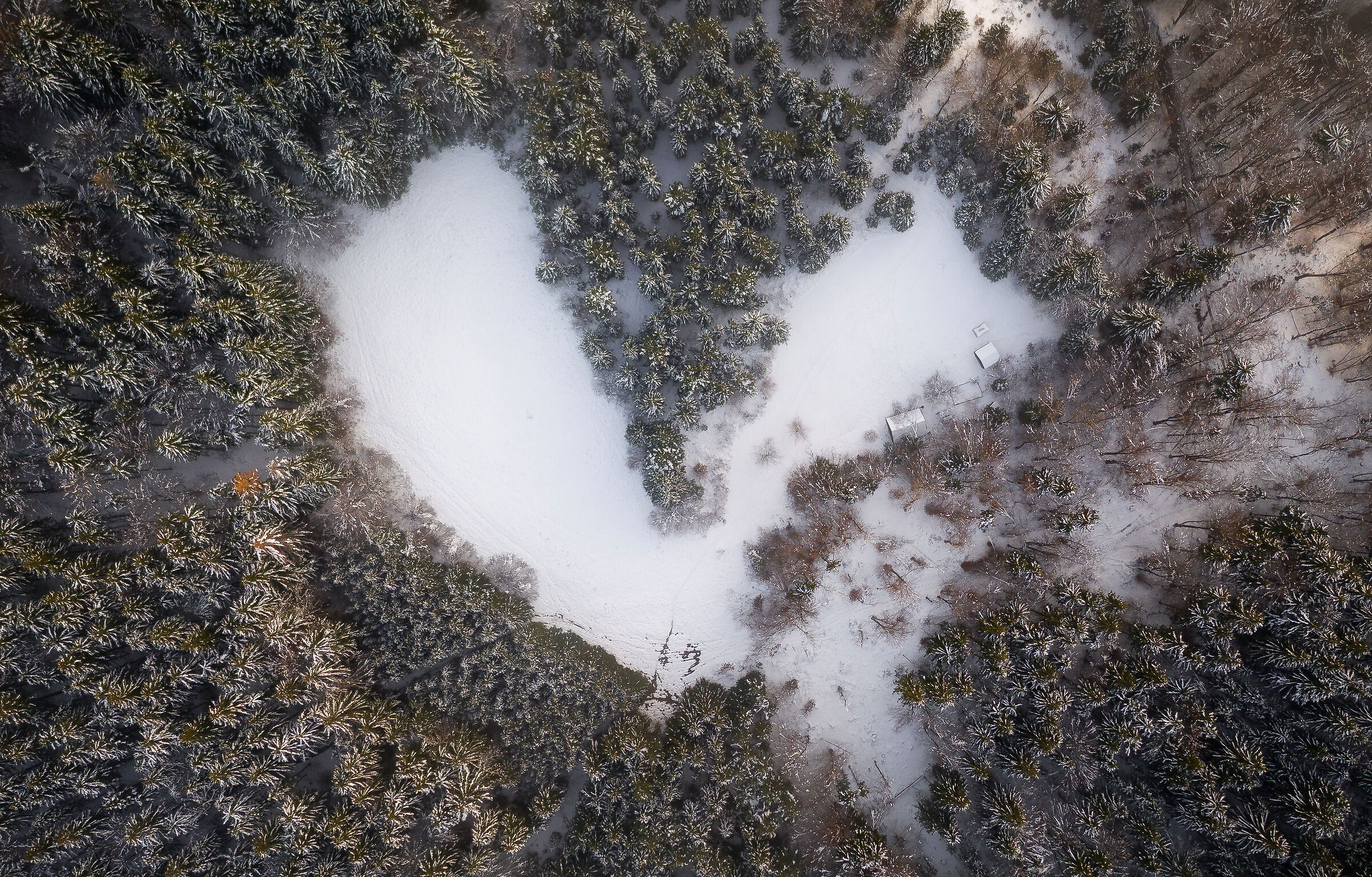 Nel cuore della foresta