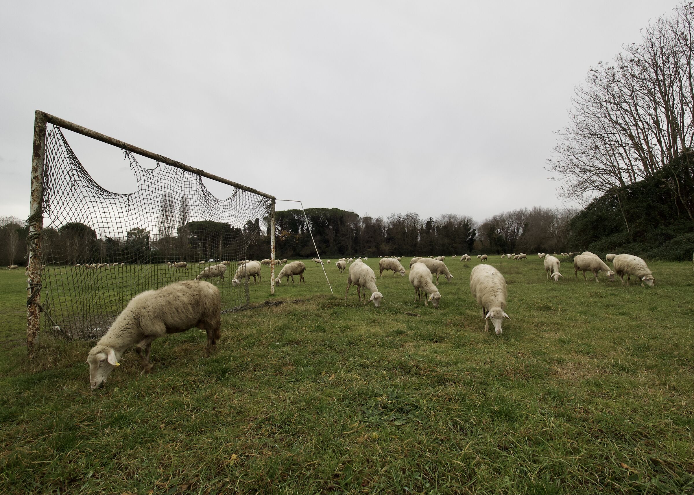 Da campo di calcio a campo di pascolo il passo è brev...
