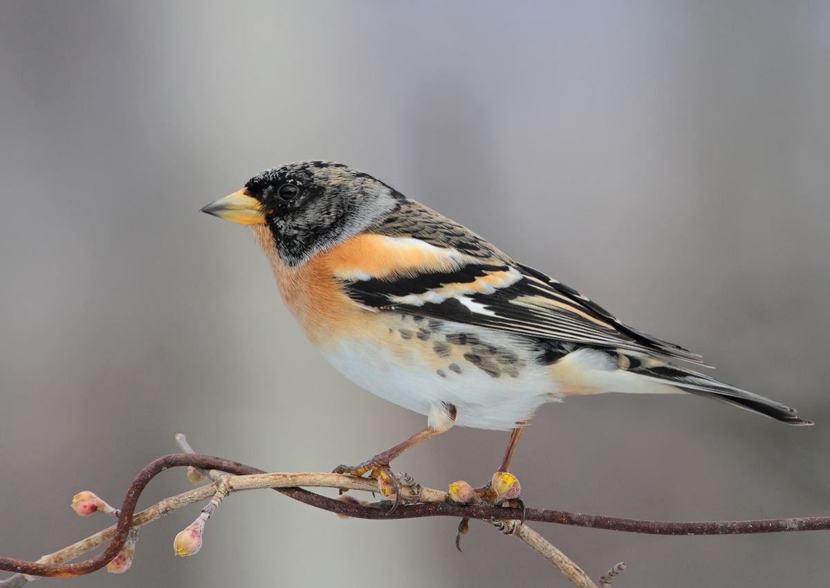 Brambling
