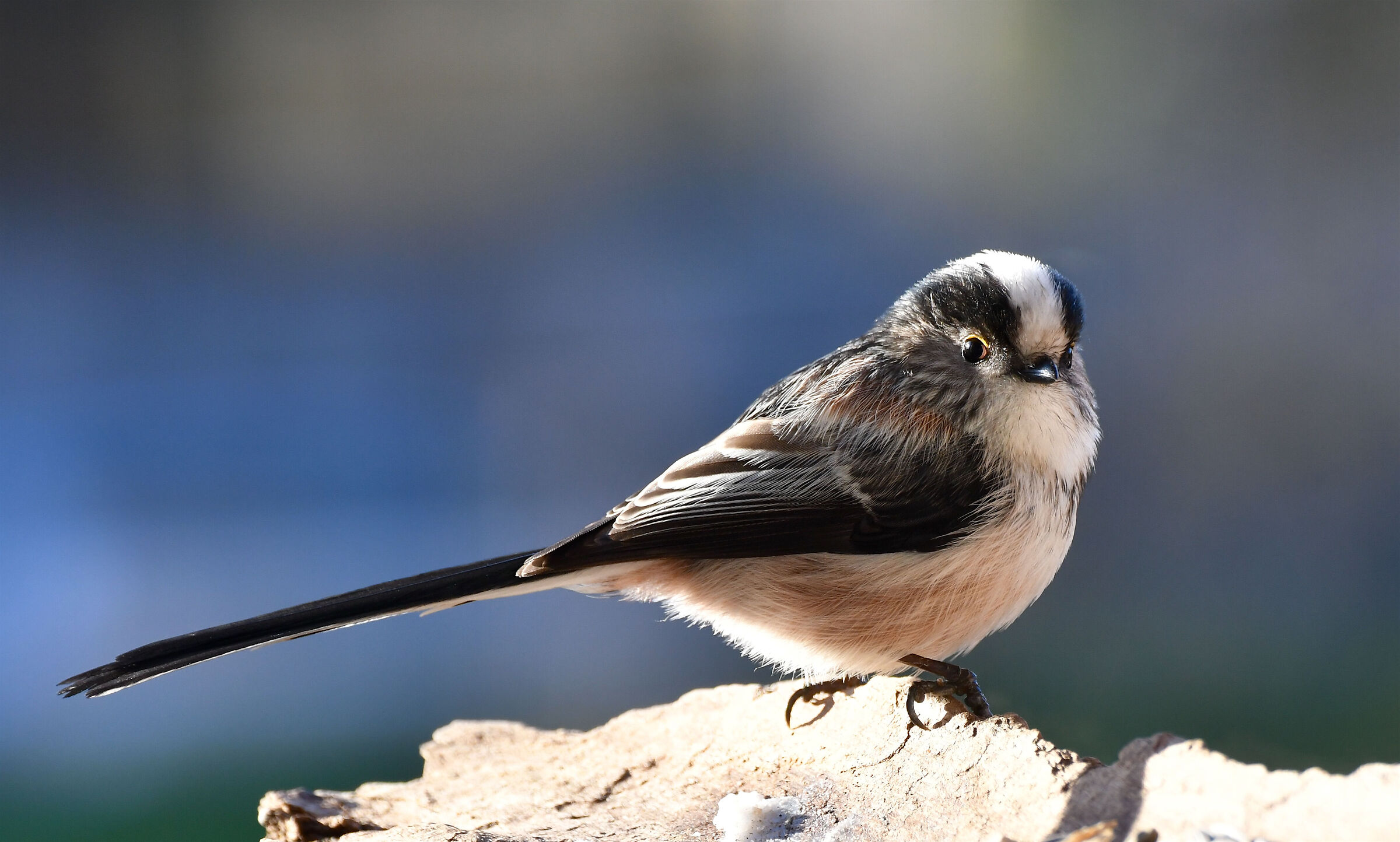 L'irrequieto codibugnolo