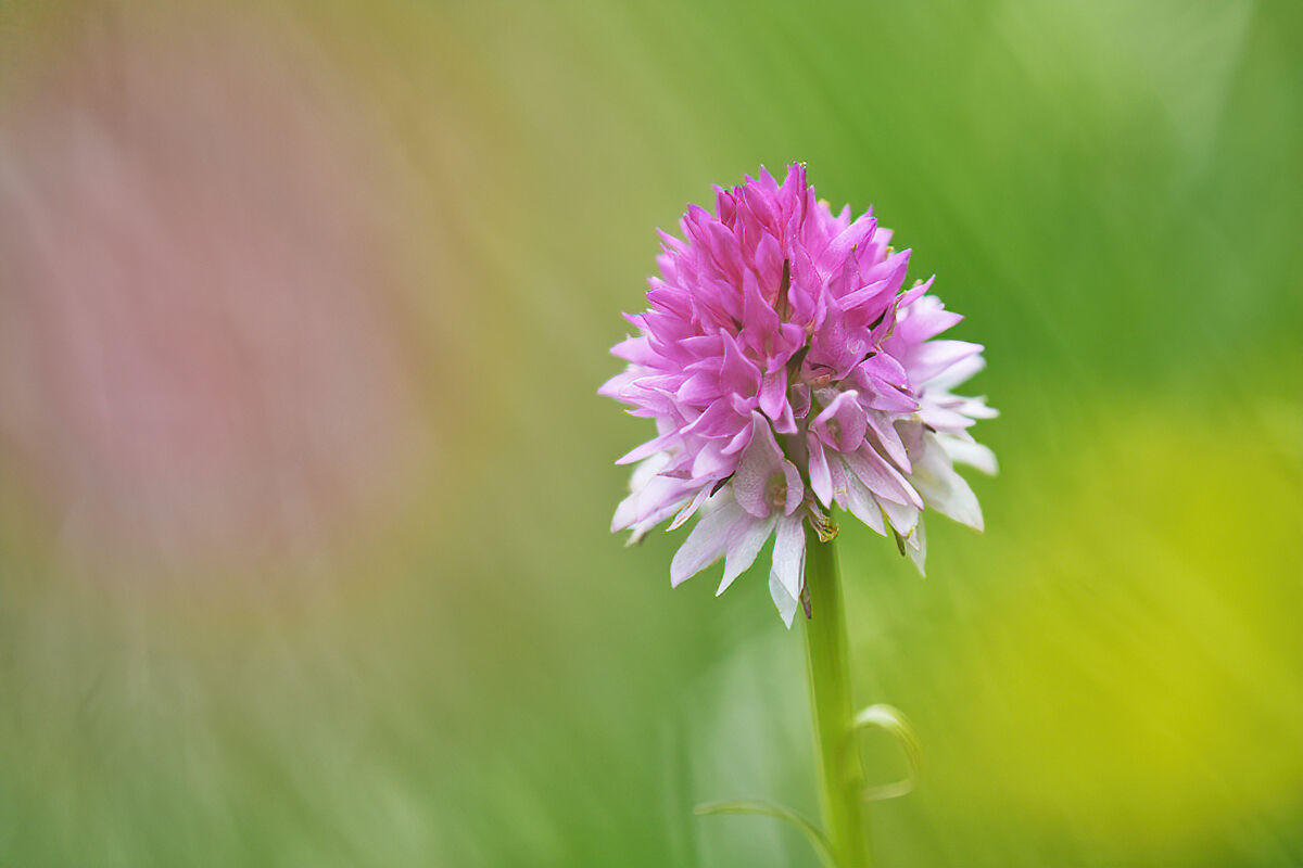 Nigritella lithopolitanica