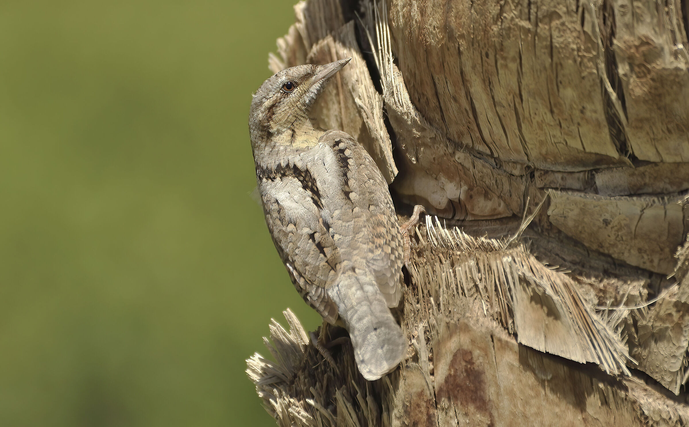 rarità, torcicollo delle palme, egitto