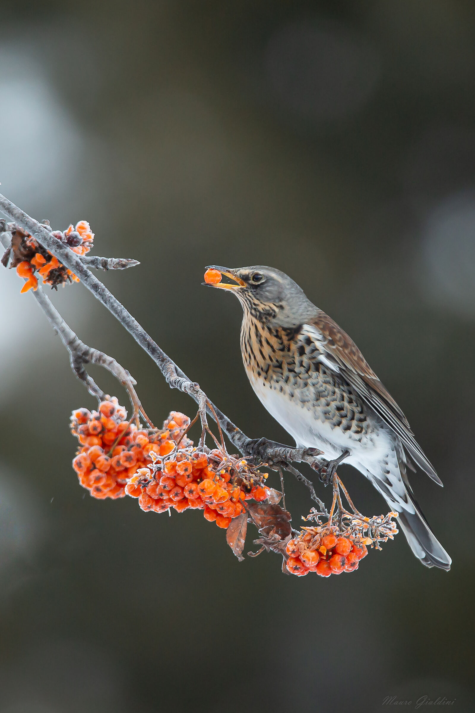 La Cesena e il Sorbo