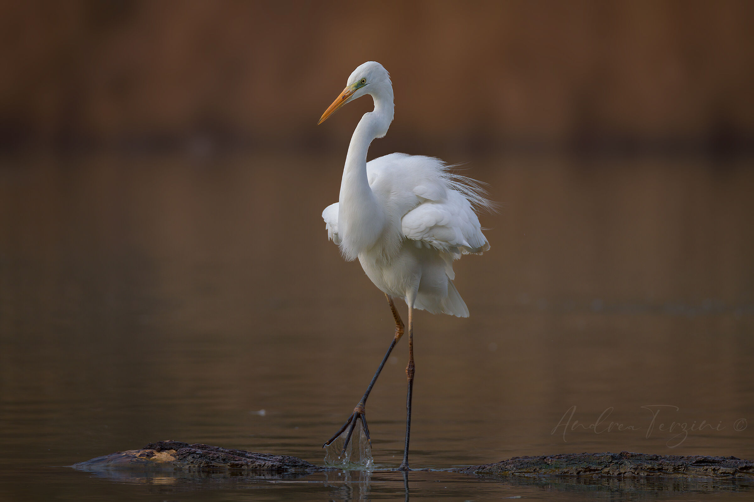 Airone Bianco_MAN4297