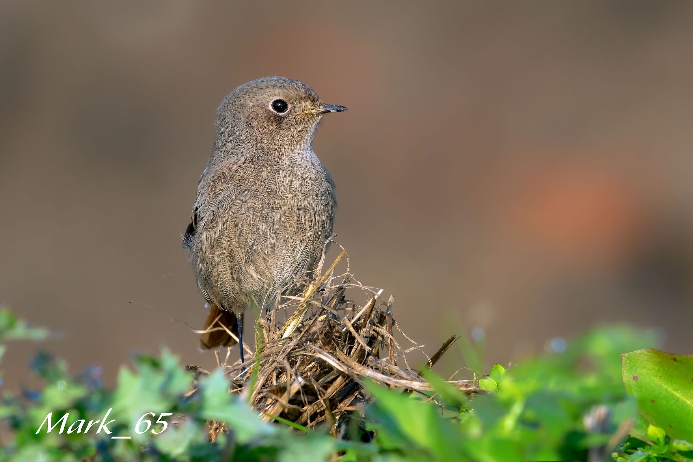 codirosso spazzacamino