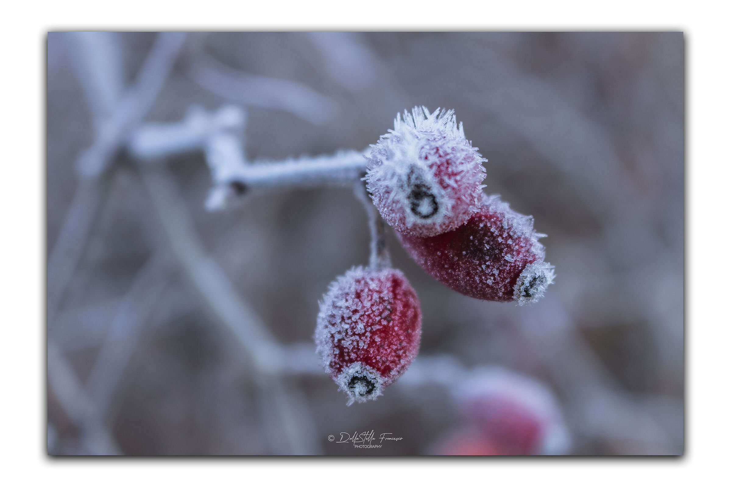 Brina e bacche di rosa