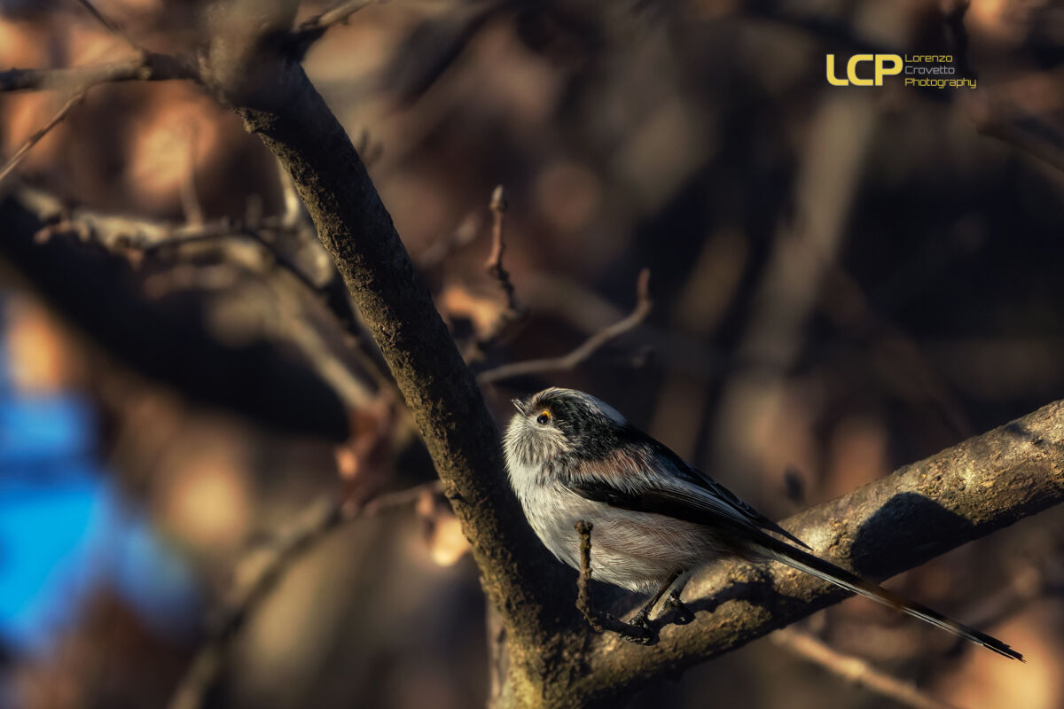 Codibugnolo Invernale