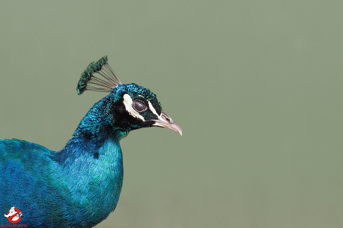 peacock in profile