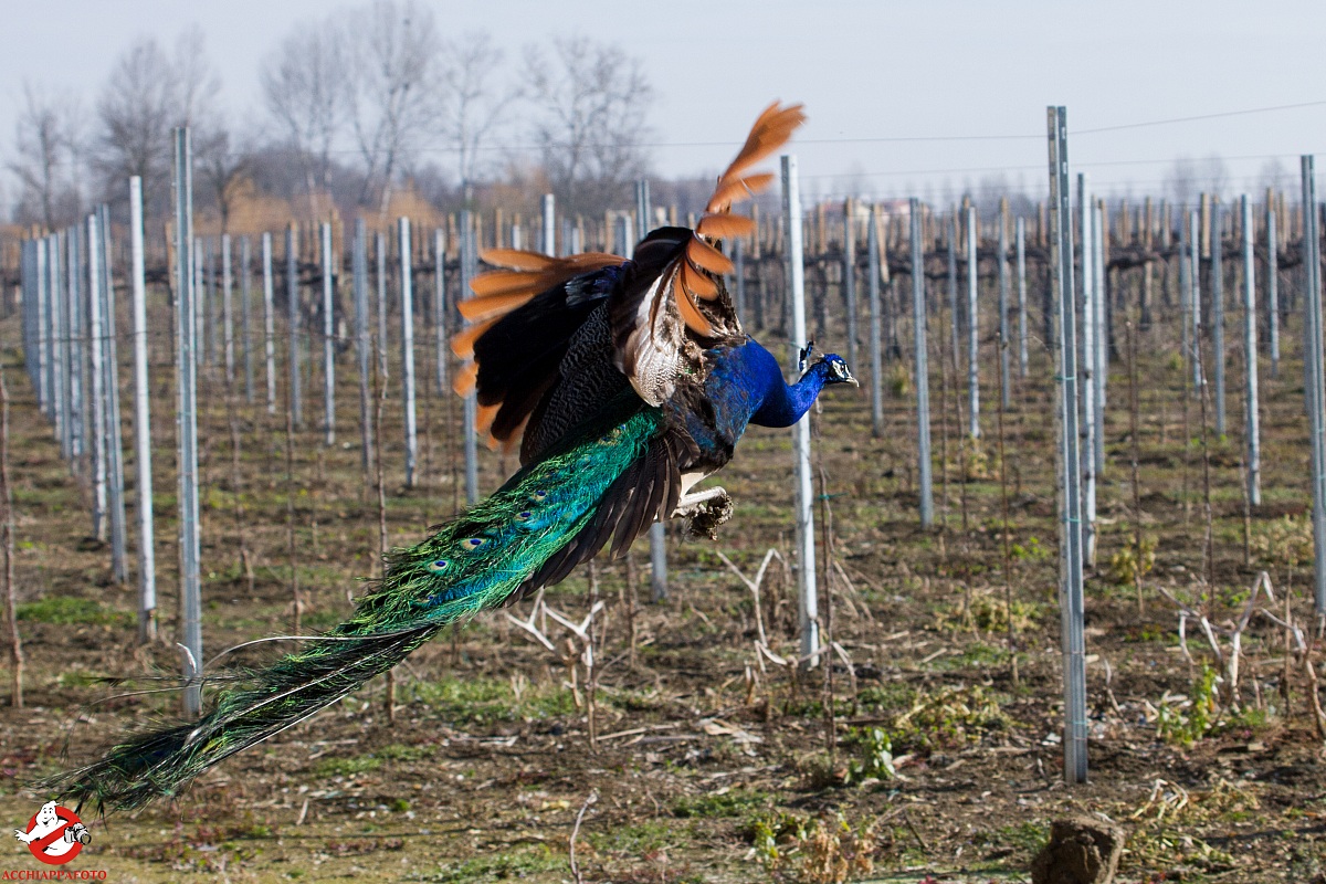 Peacock in flight