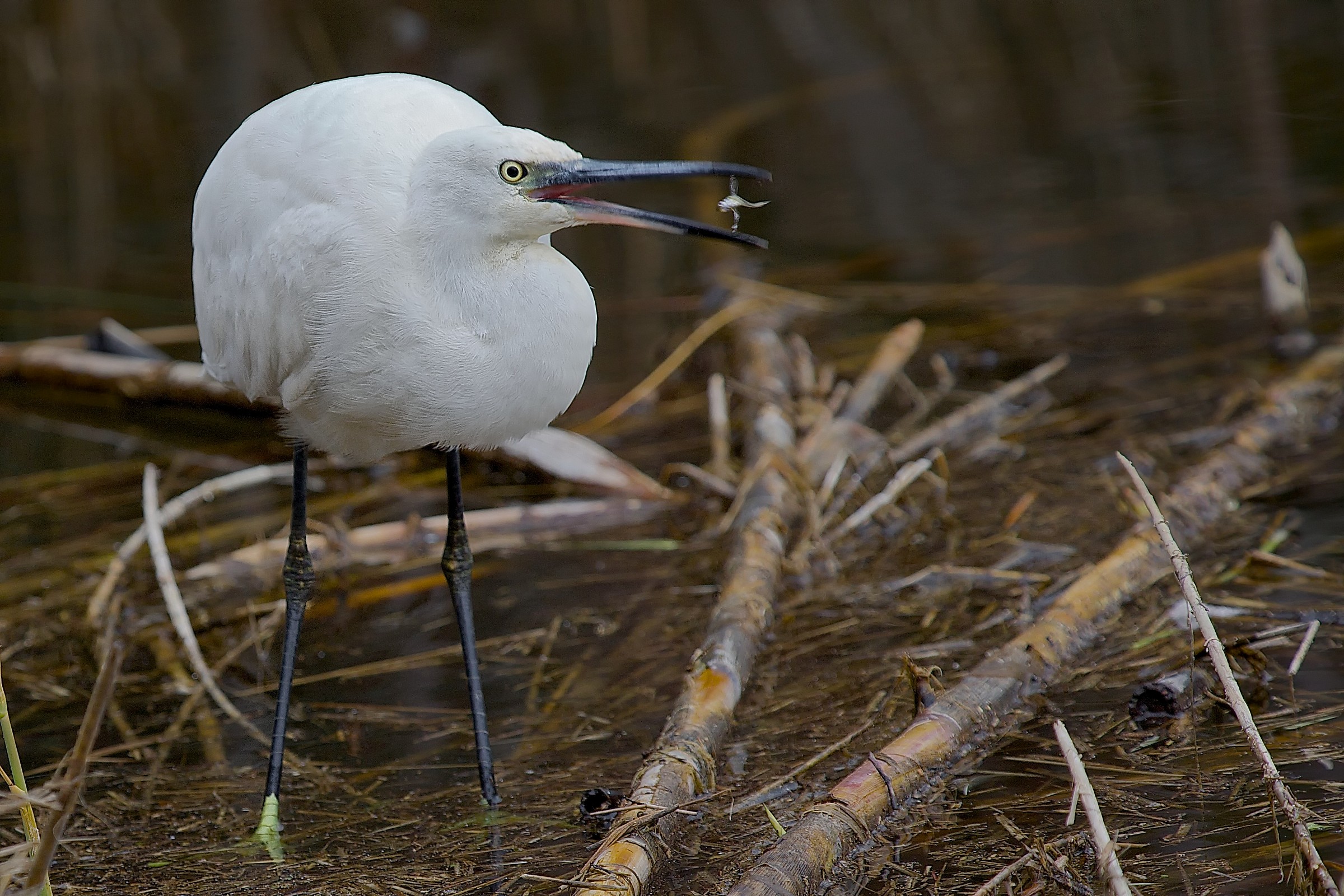 The breakfast of brushed