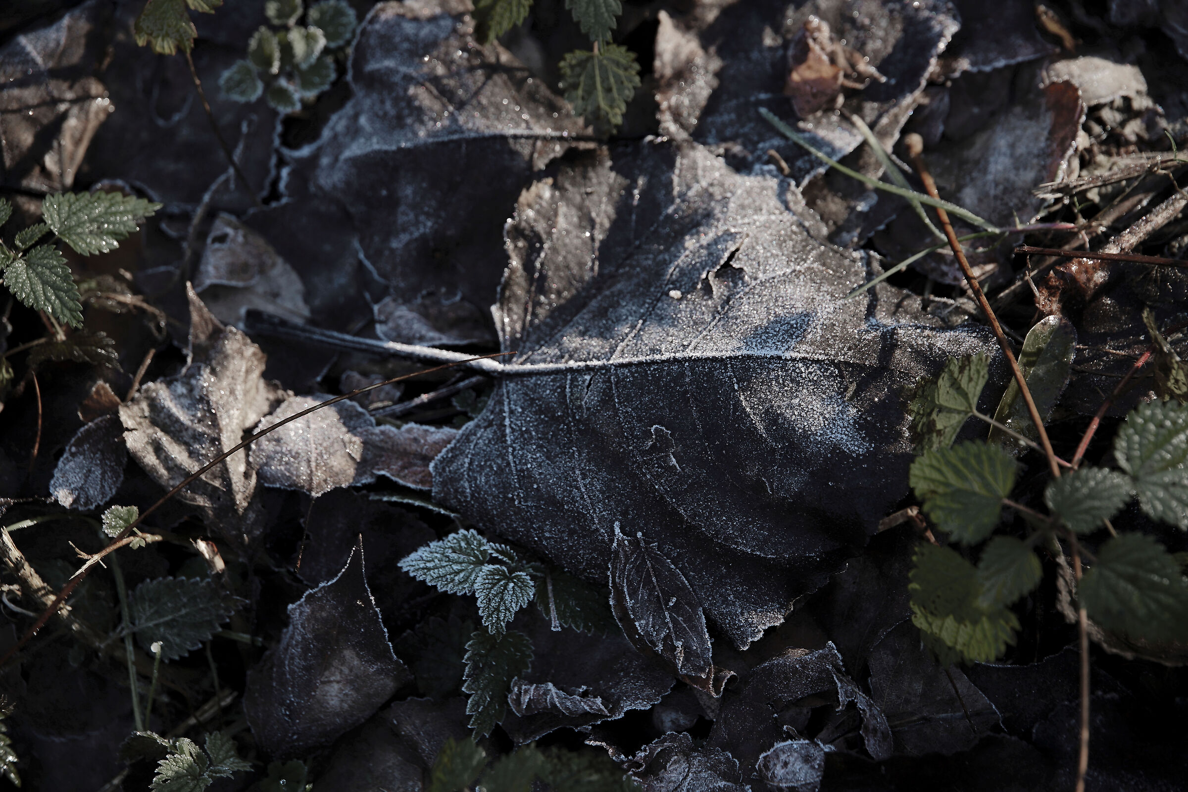 Giri per i boschi intorno casa