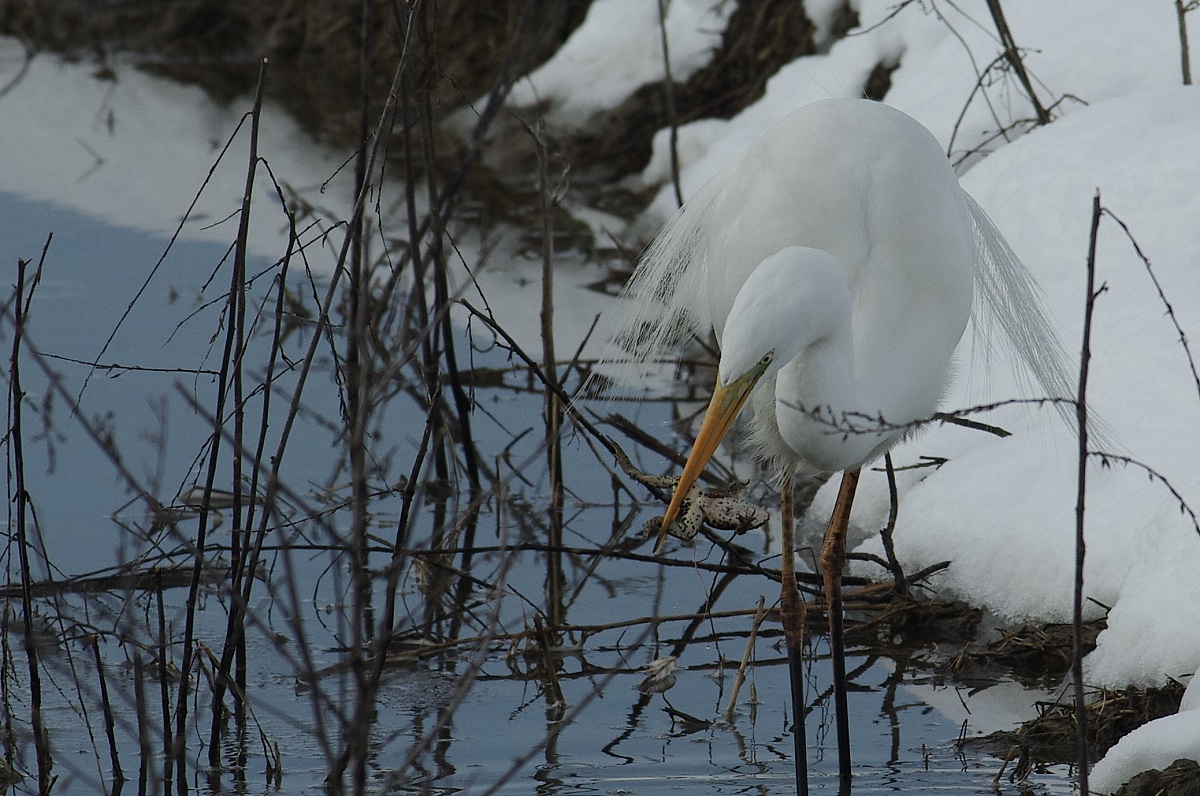 Airone Bianco con preda