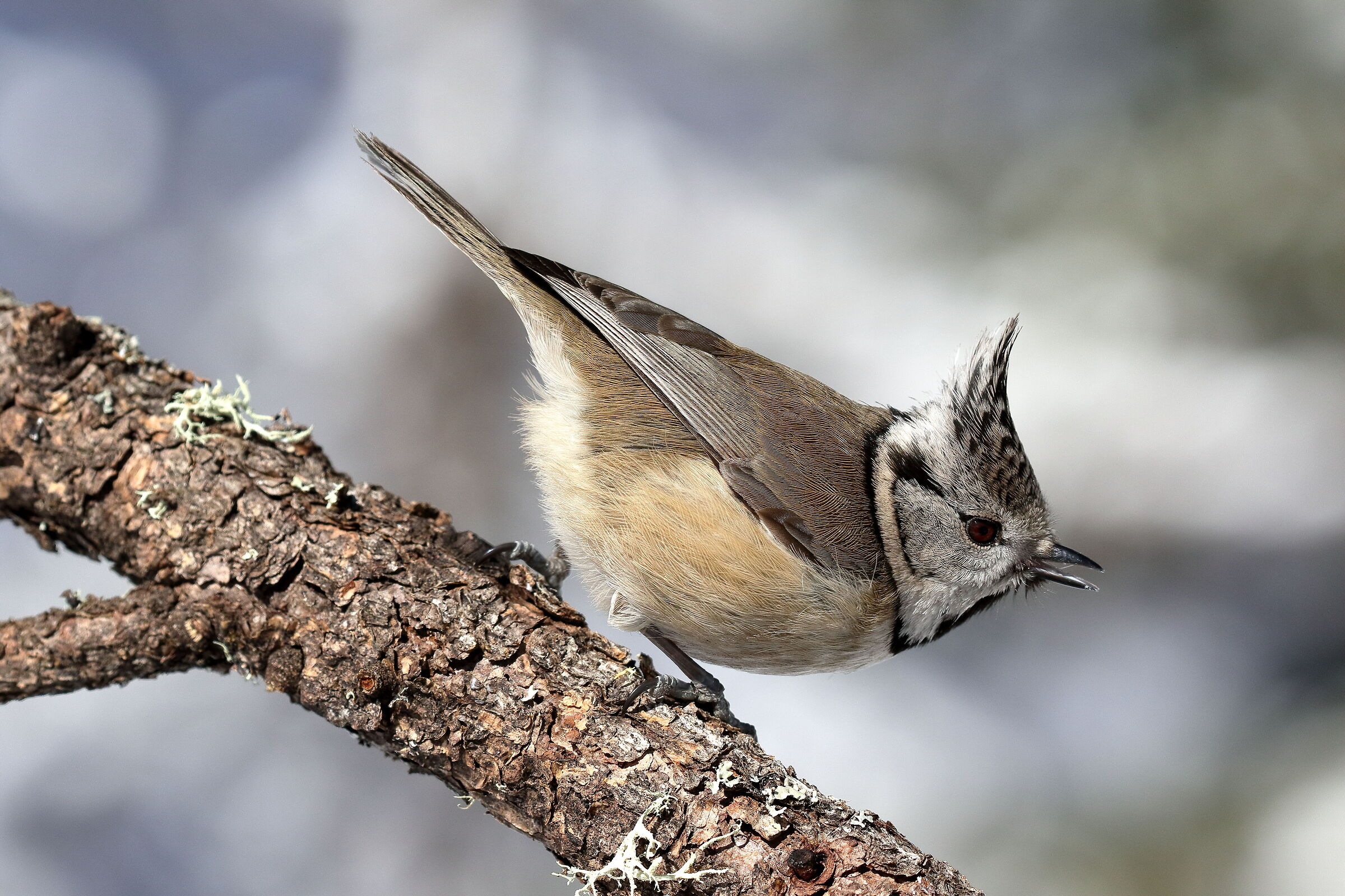 Cincia dal ciuffo (Lophophanes cristatus)