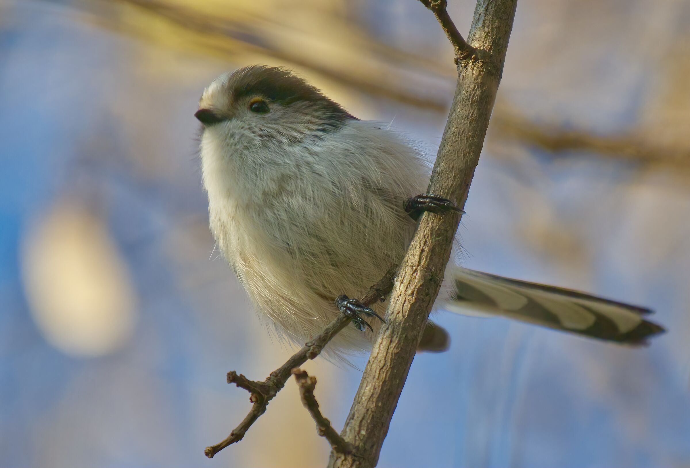 Il codibugnolo si gode il sole