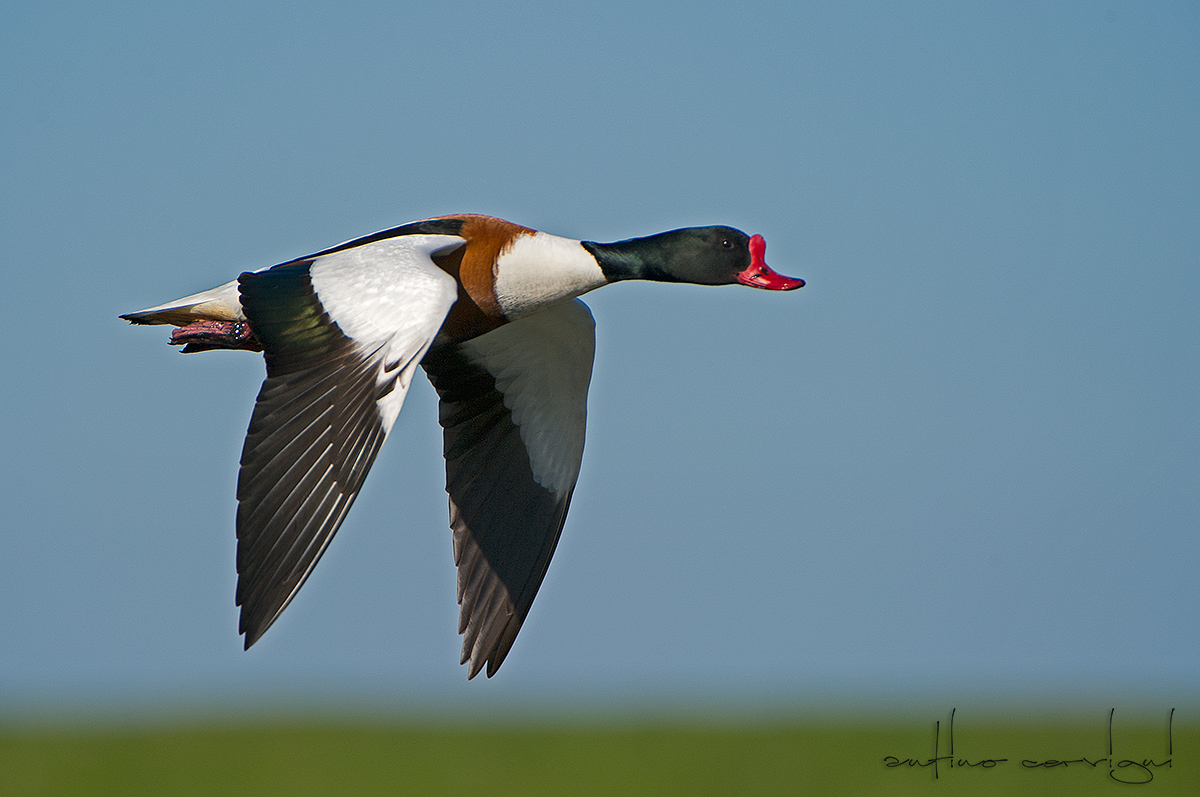 Shelduck in Texel