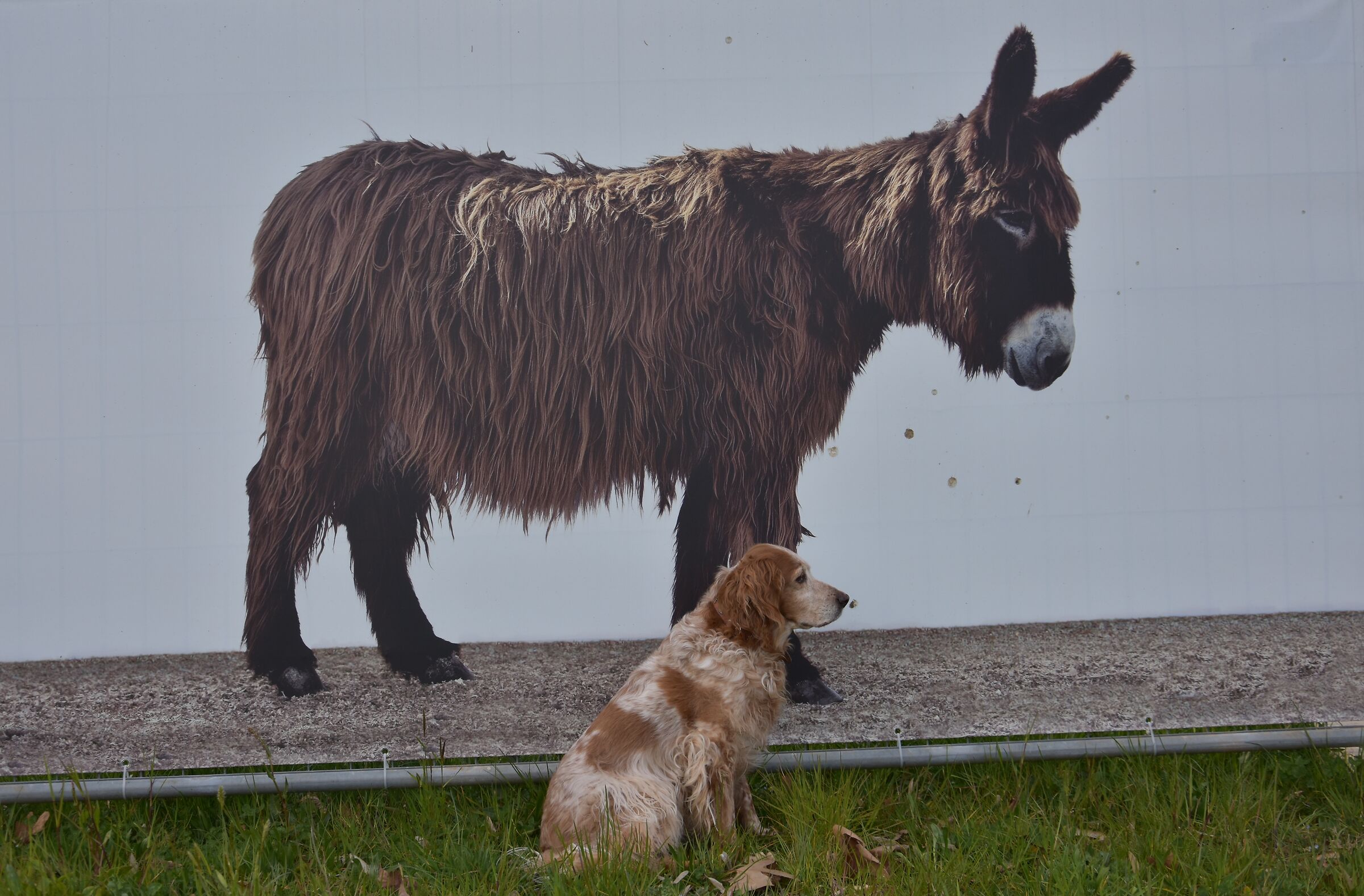 donkeys you are born!