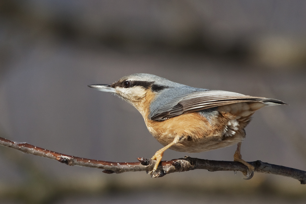 "Little lookout Lombard" ...