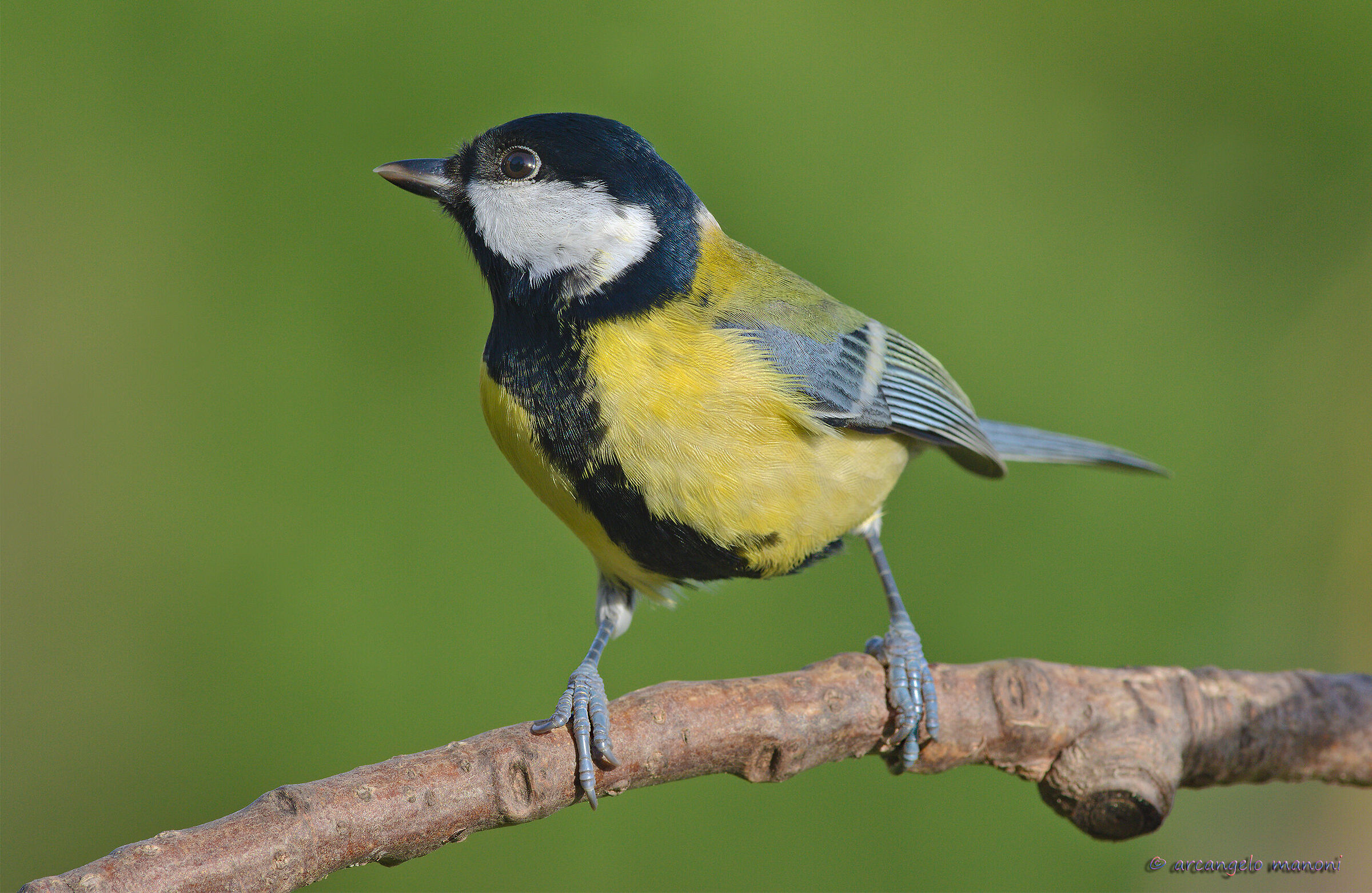 The Beautiful Dreamy Hair