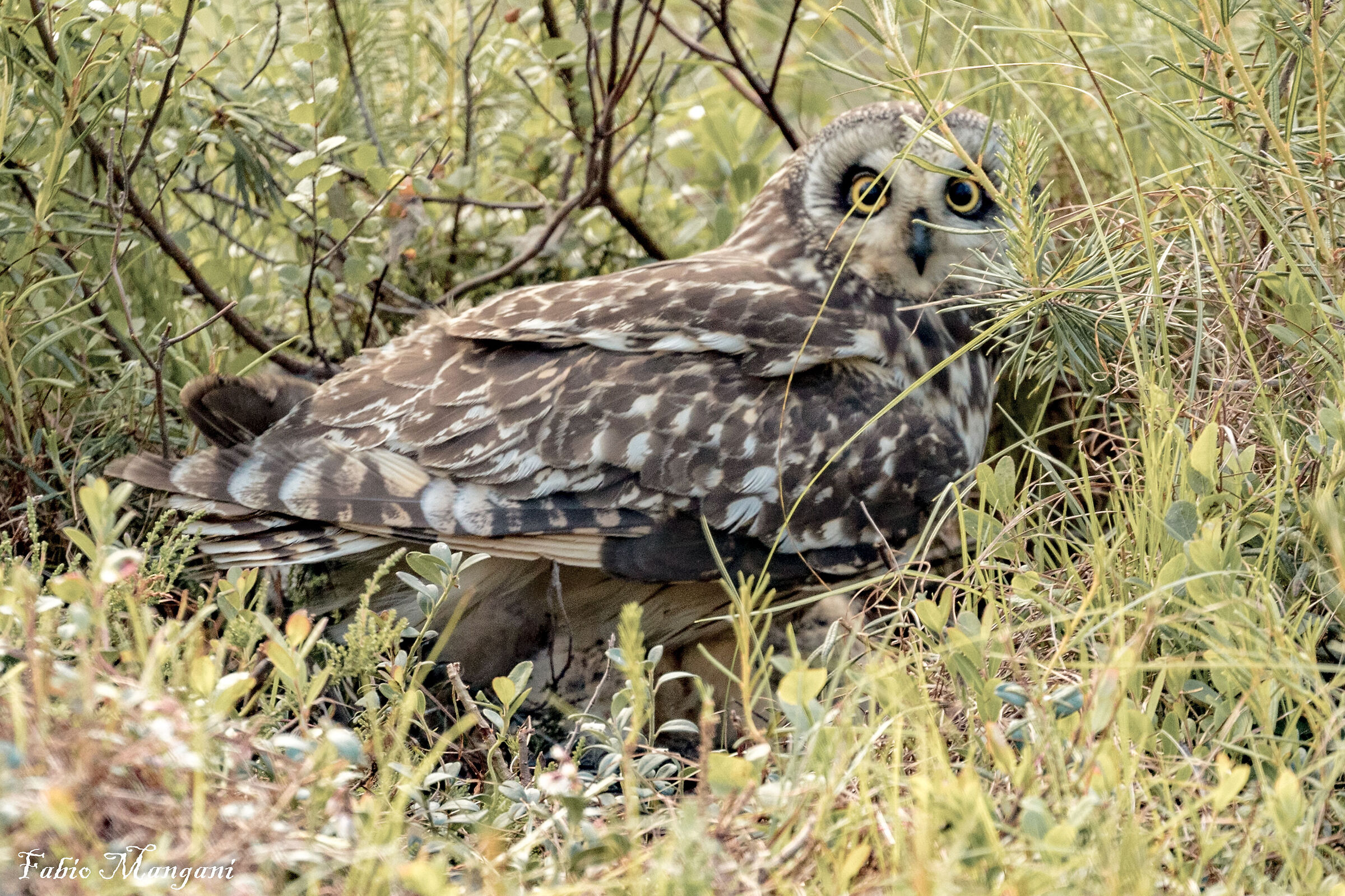 Swamp Owl - Finland