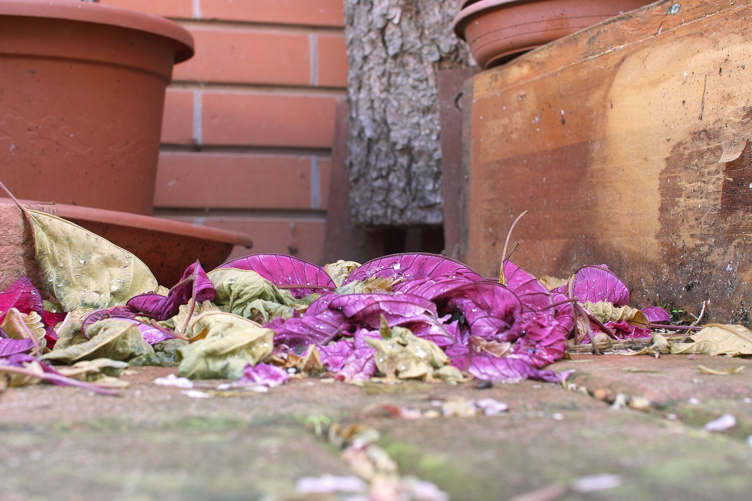 What's left of the flowers