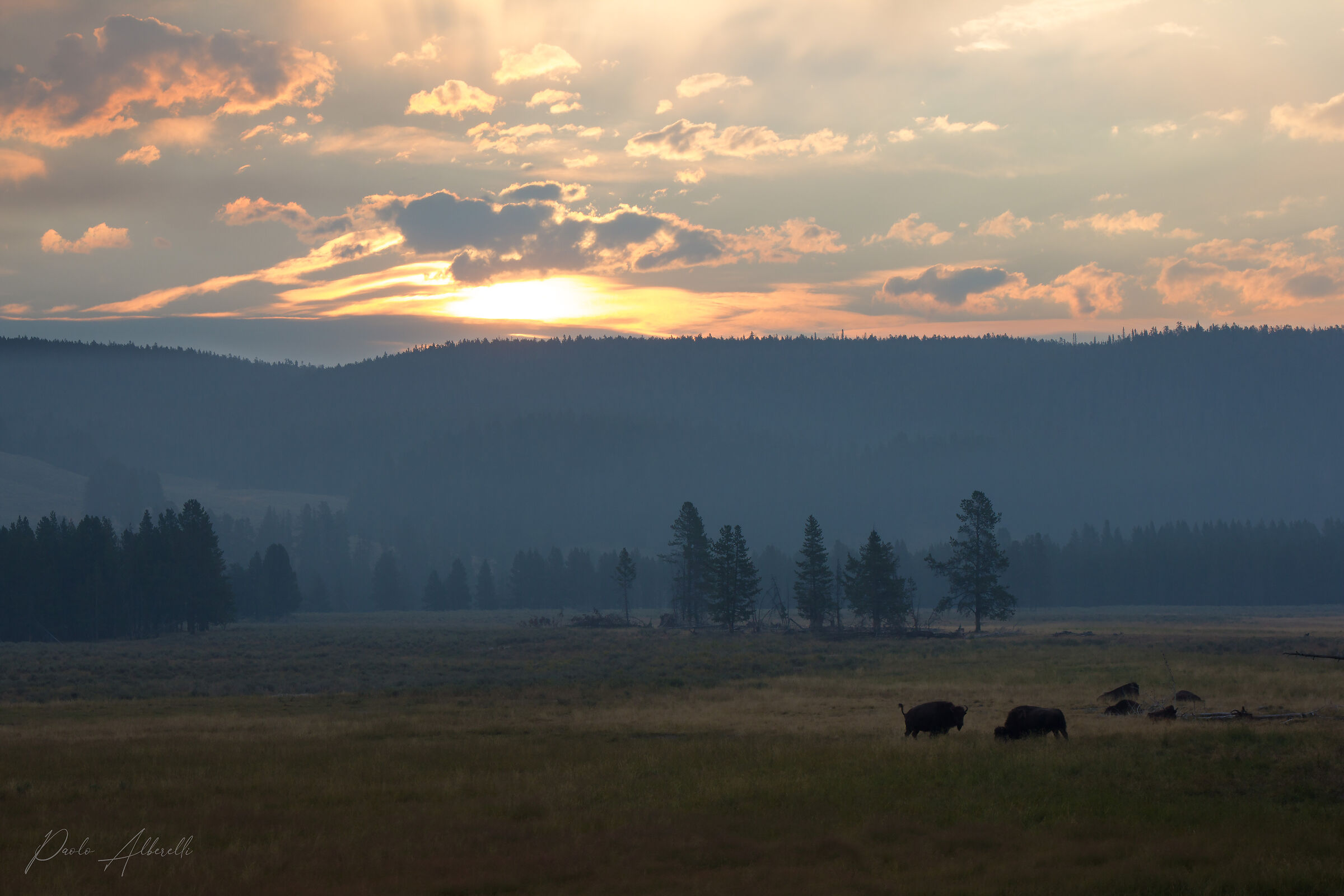 Bisonti all'alba