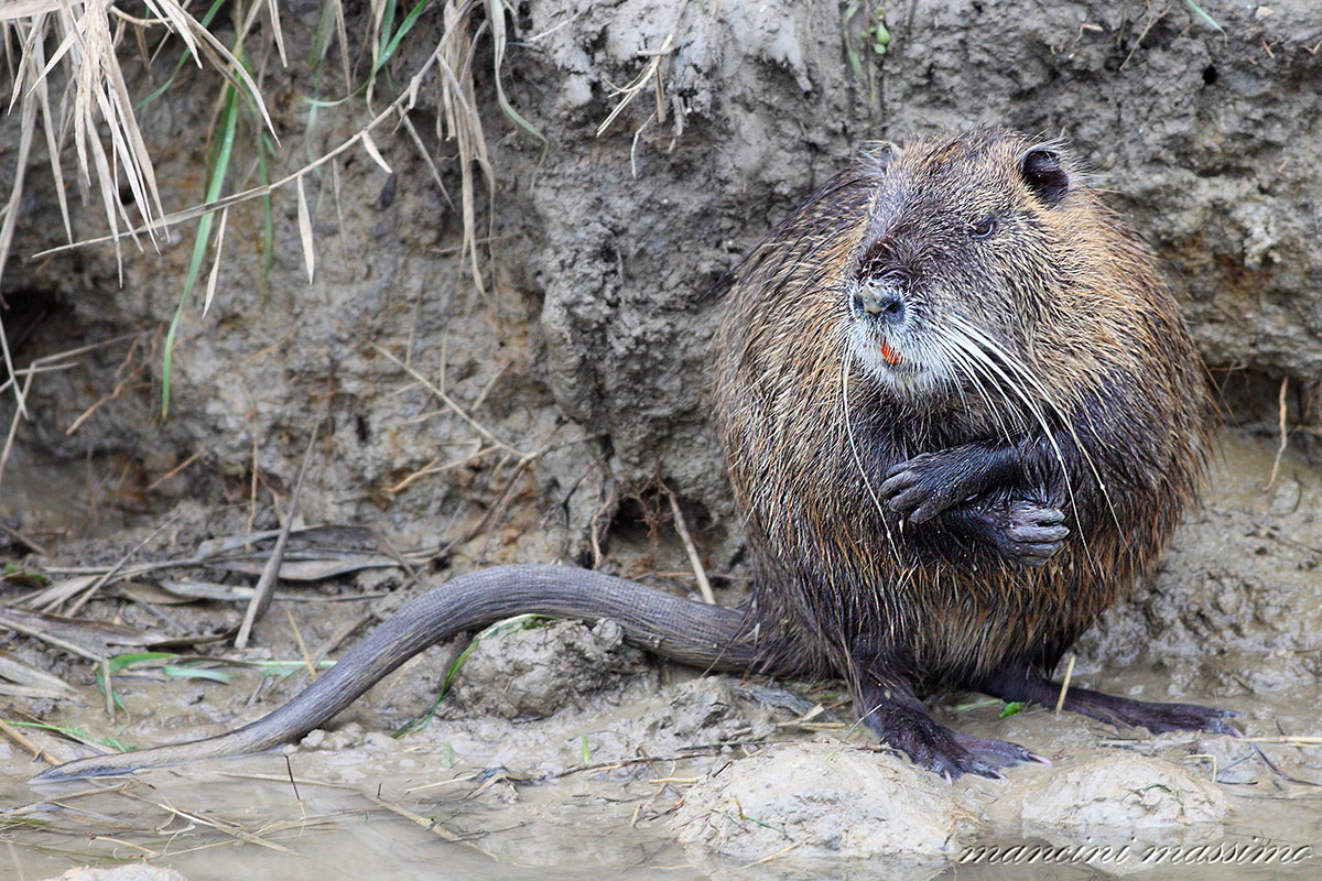 Nutria