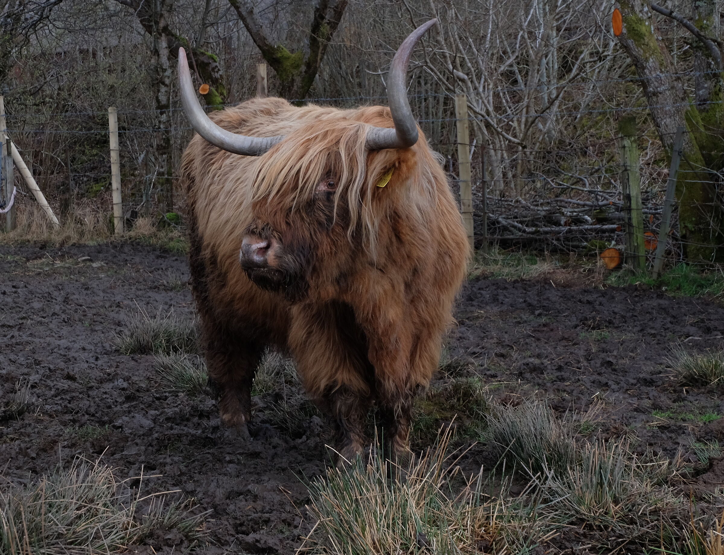 Highland
