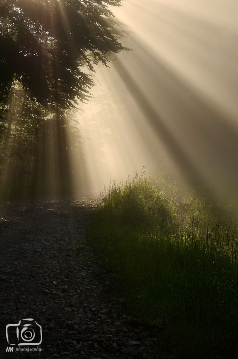 Morning sunbeams