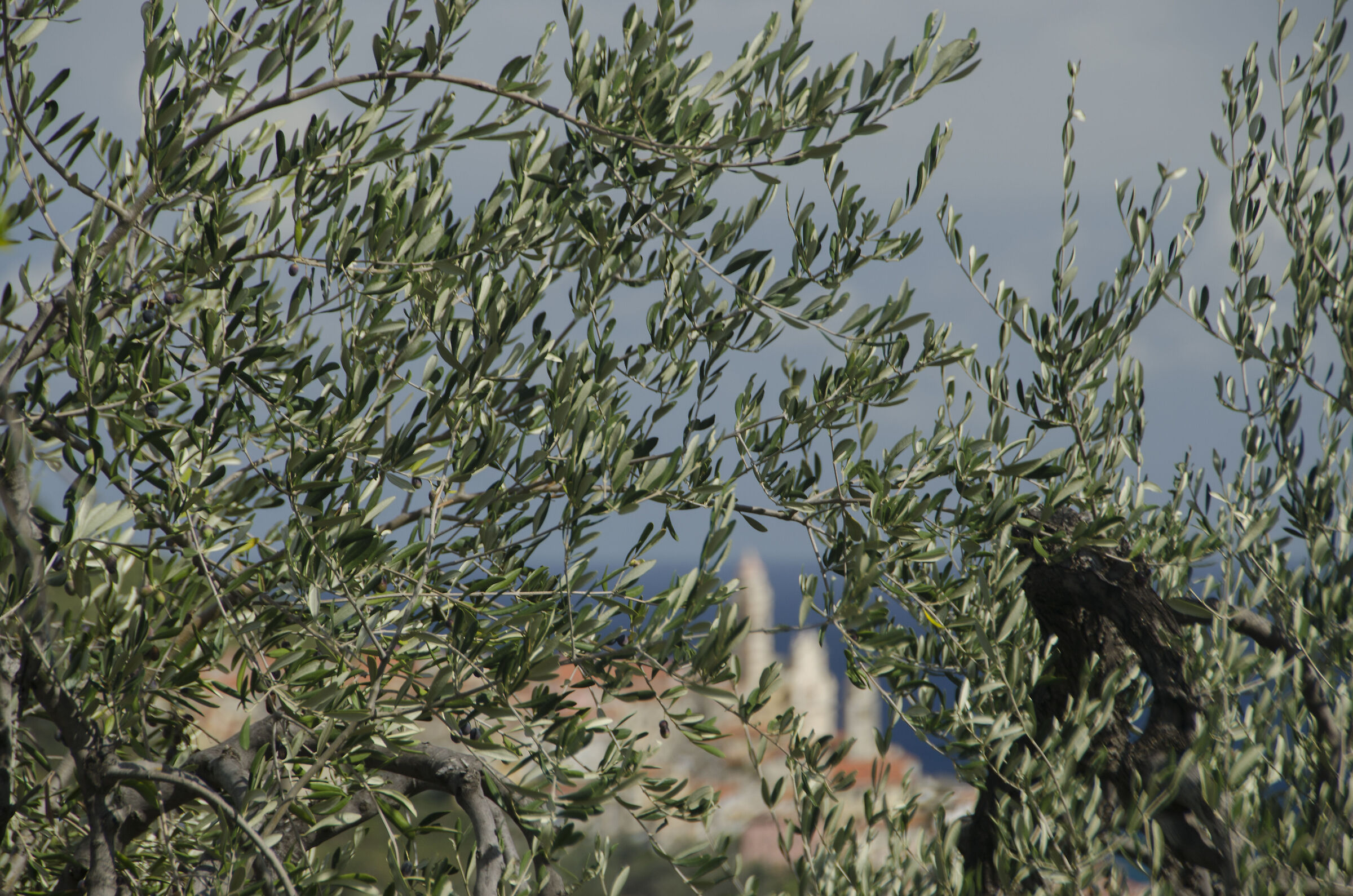 palpitare lontano di scaglie di mare...