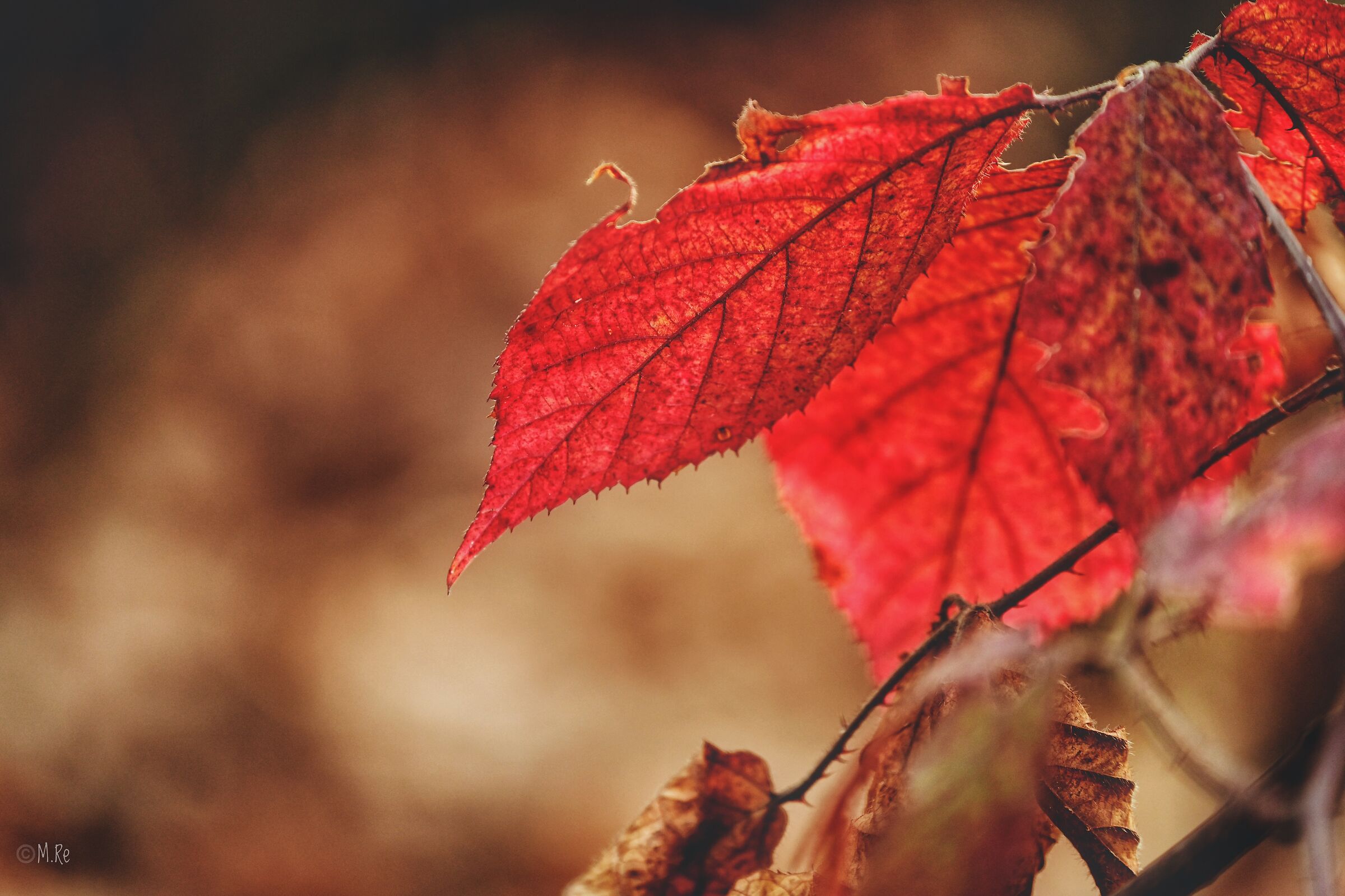 Colors in nature