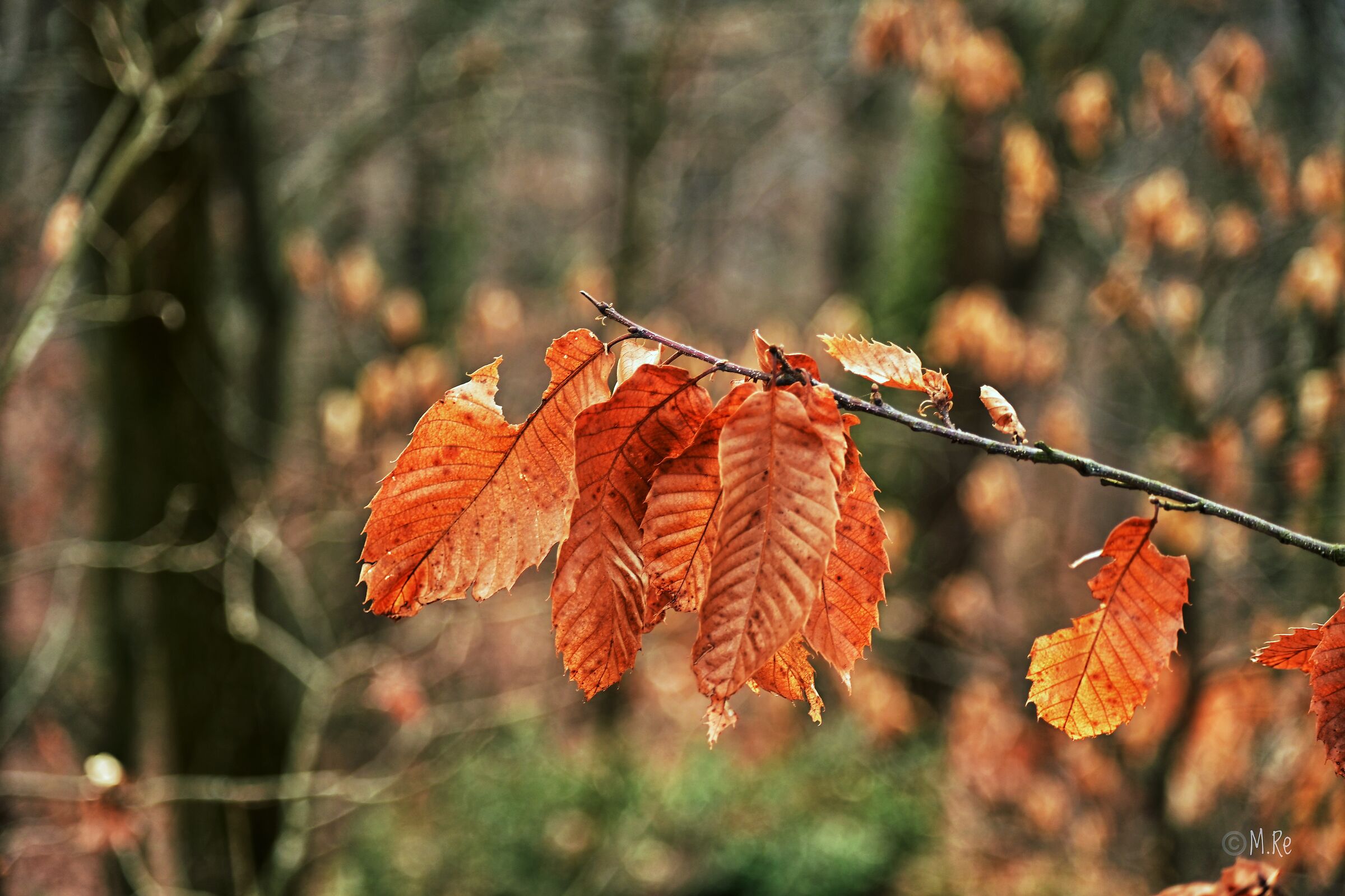 Colori in natura 2