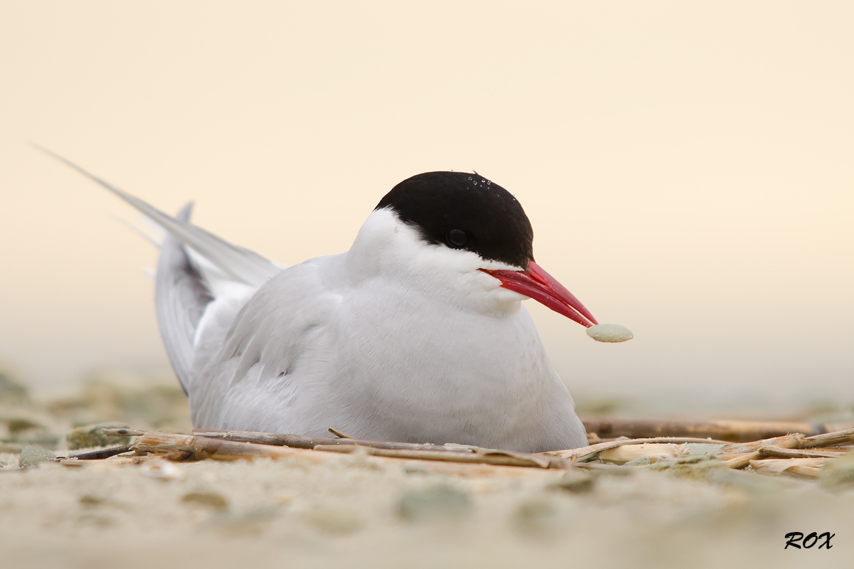 Arctic Tern riscaldamento EAG
