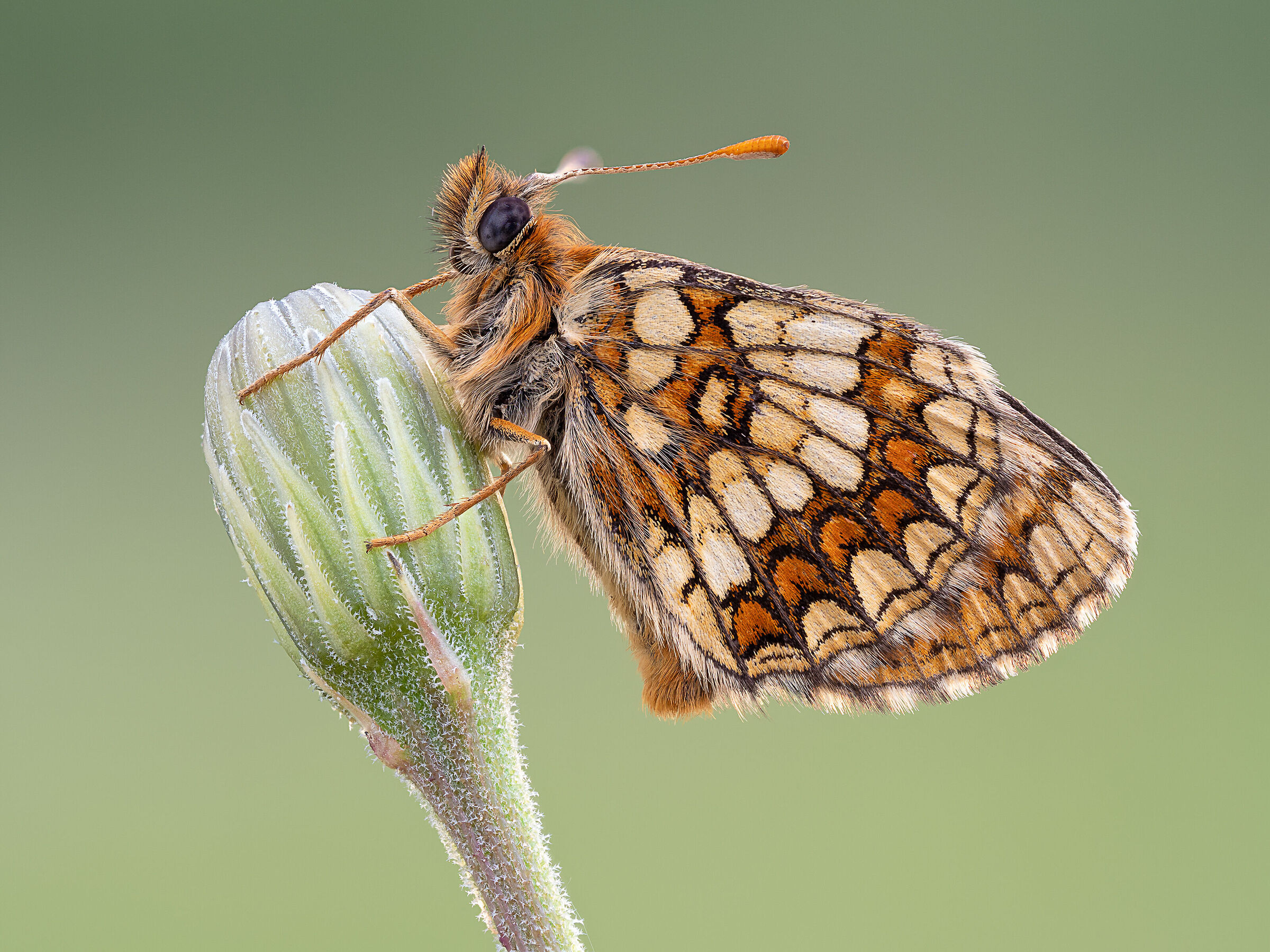Melitaea sp.