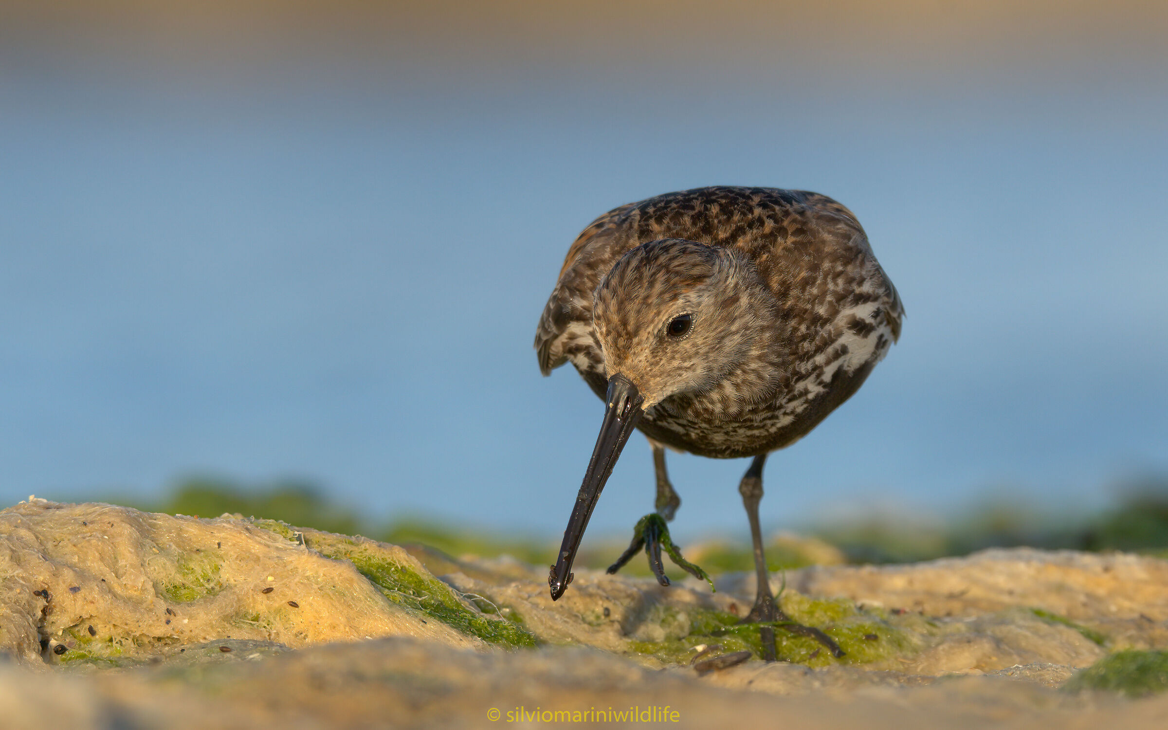 Piovanello pancianera