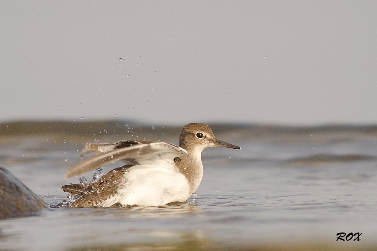 Comune piovanelli mattina lavaggio