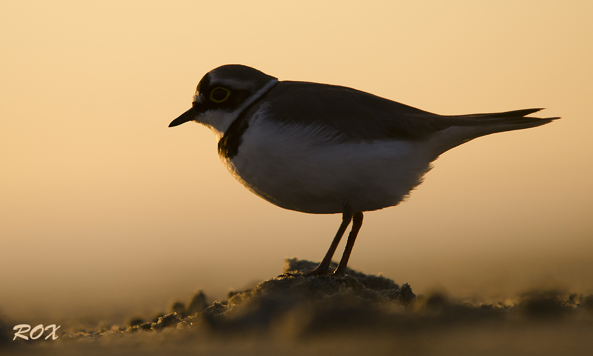 Piviere dorato piccolo Ringed