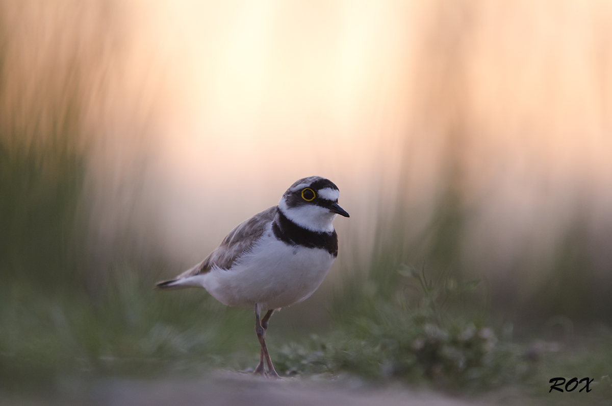 Piccolo Corriere grosso nel tramonto