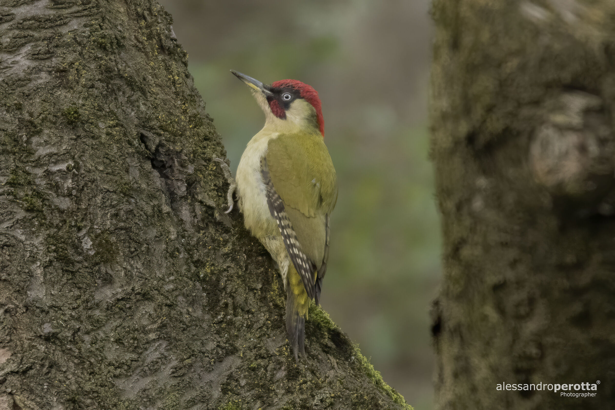 Picus viridis