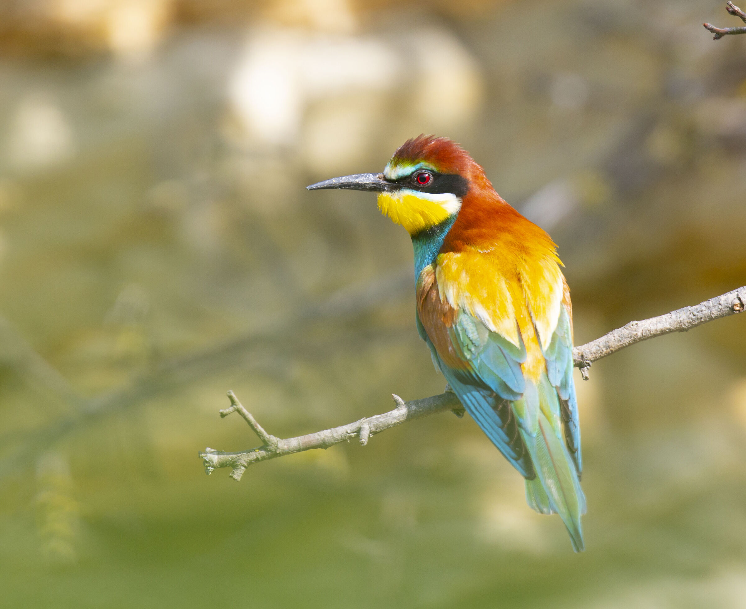 Merops apiaster