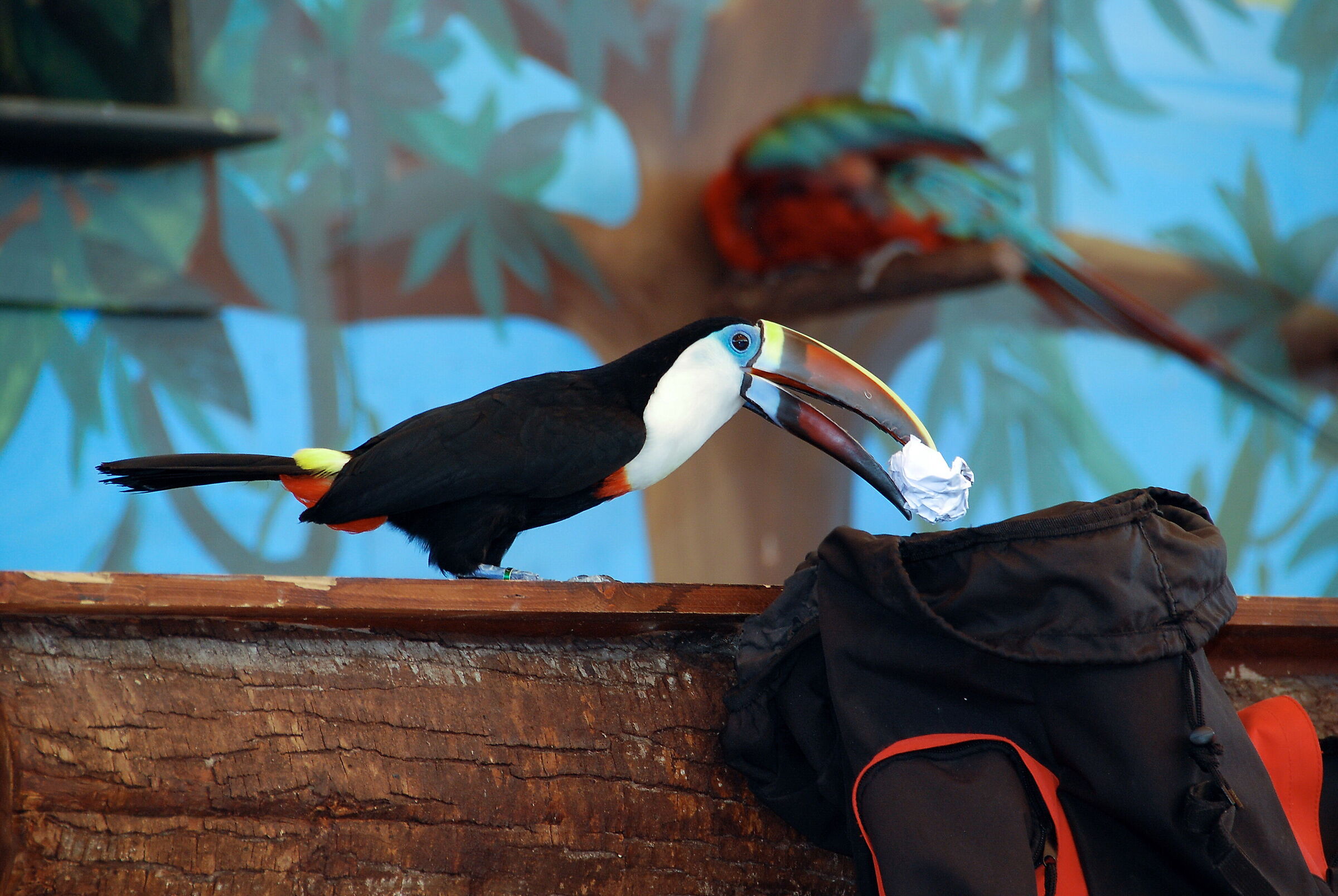 Un Tucano impertinente