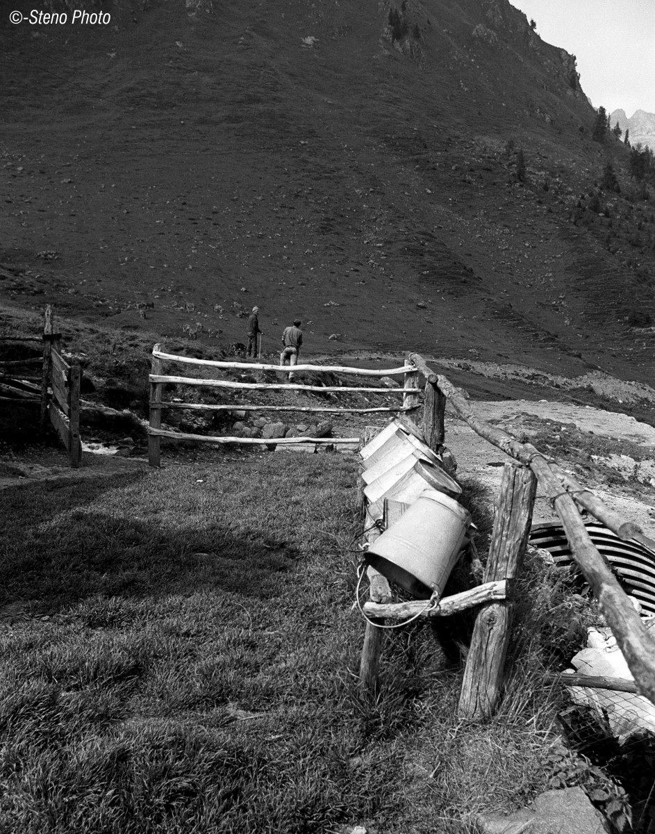 Pronti alla mungitura