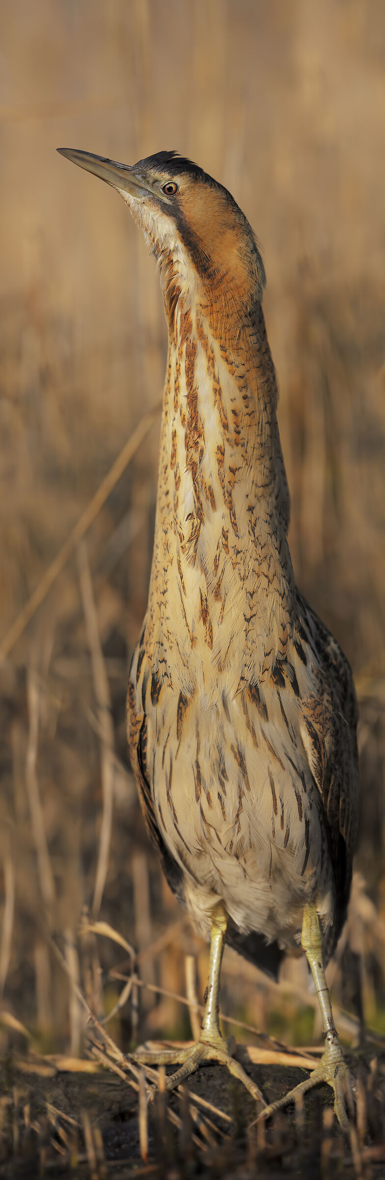 His Majesty: The Tarabuso