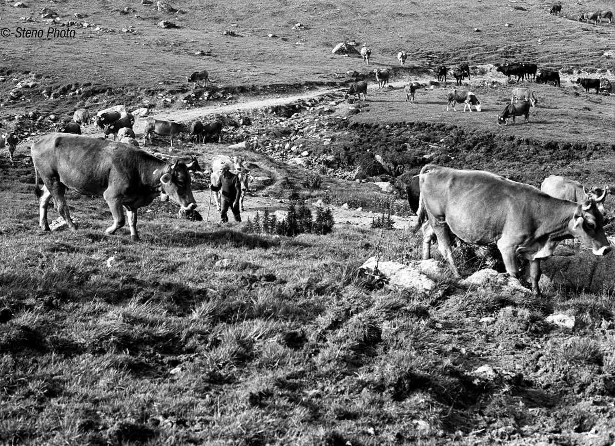 Scocca l'ora dell'abbeverata