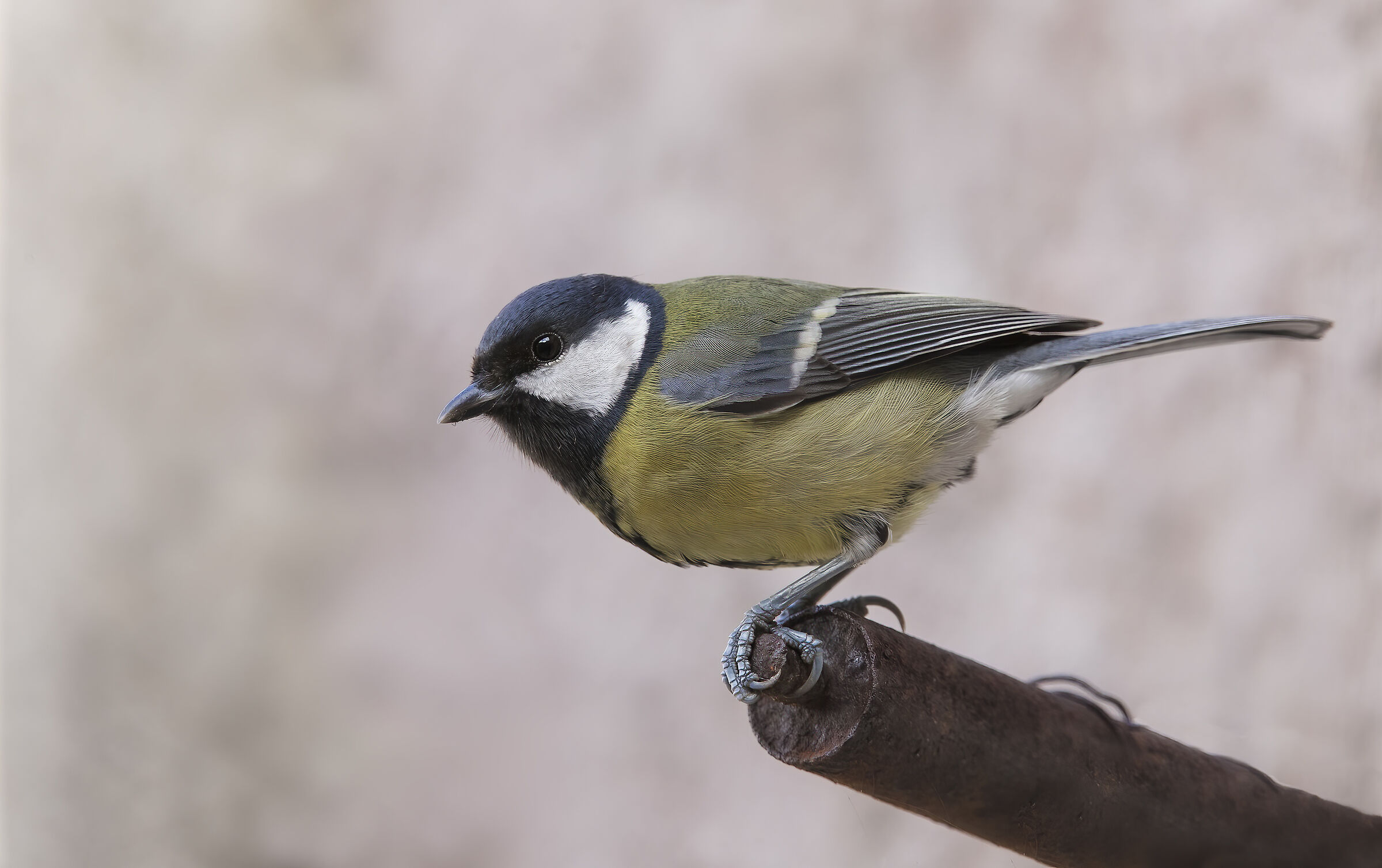 cinciallegra.... on the roof of the garage