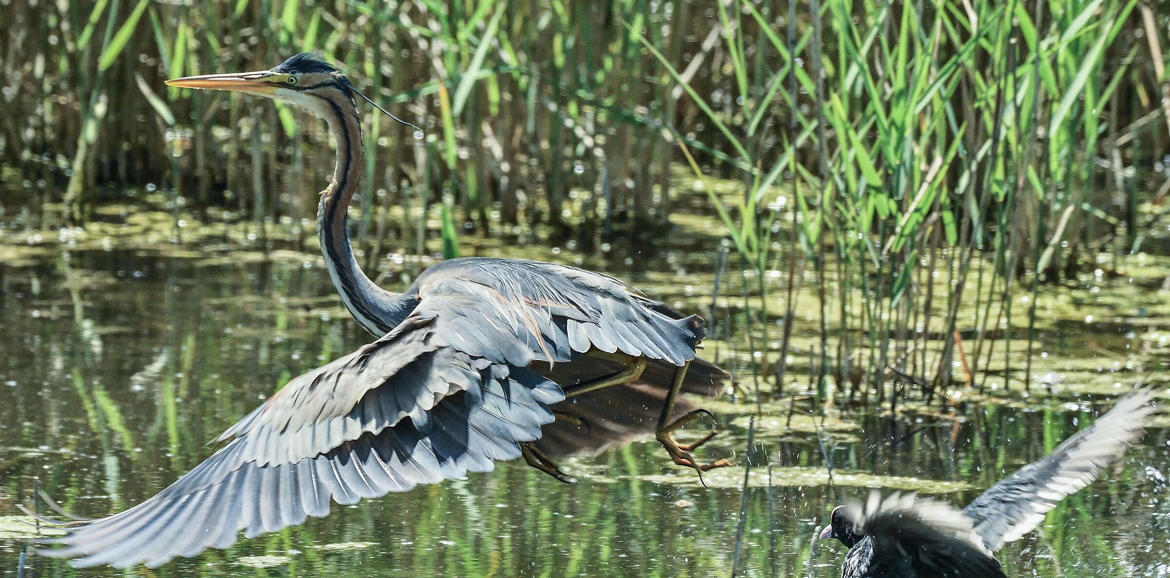 la folaga scaccia il rosso sequenza 1