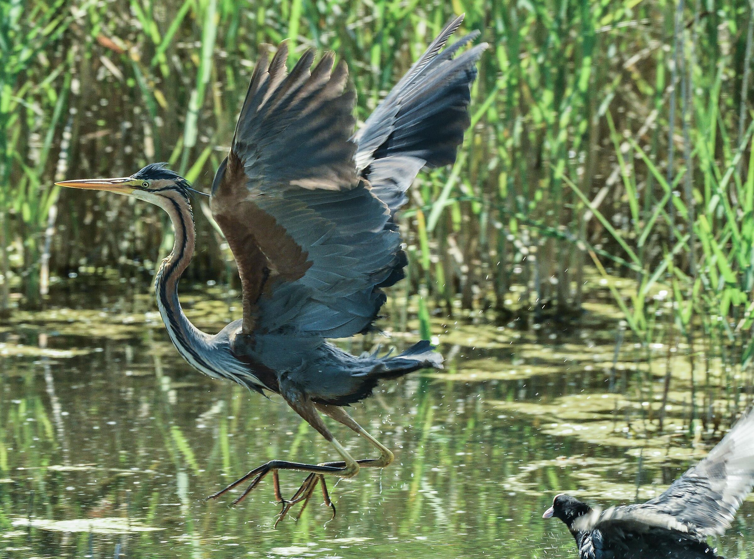 la folaga scaccia il rosso sequenza 2