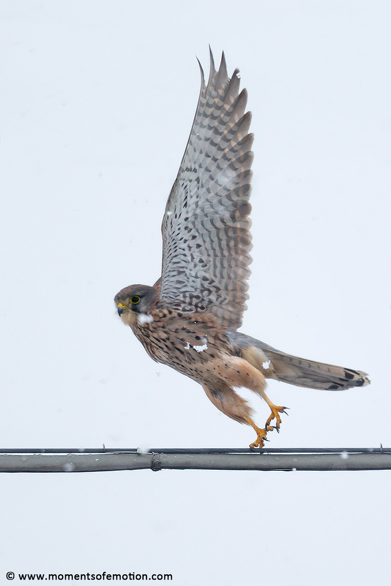 Kestrel in flight