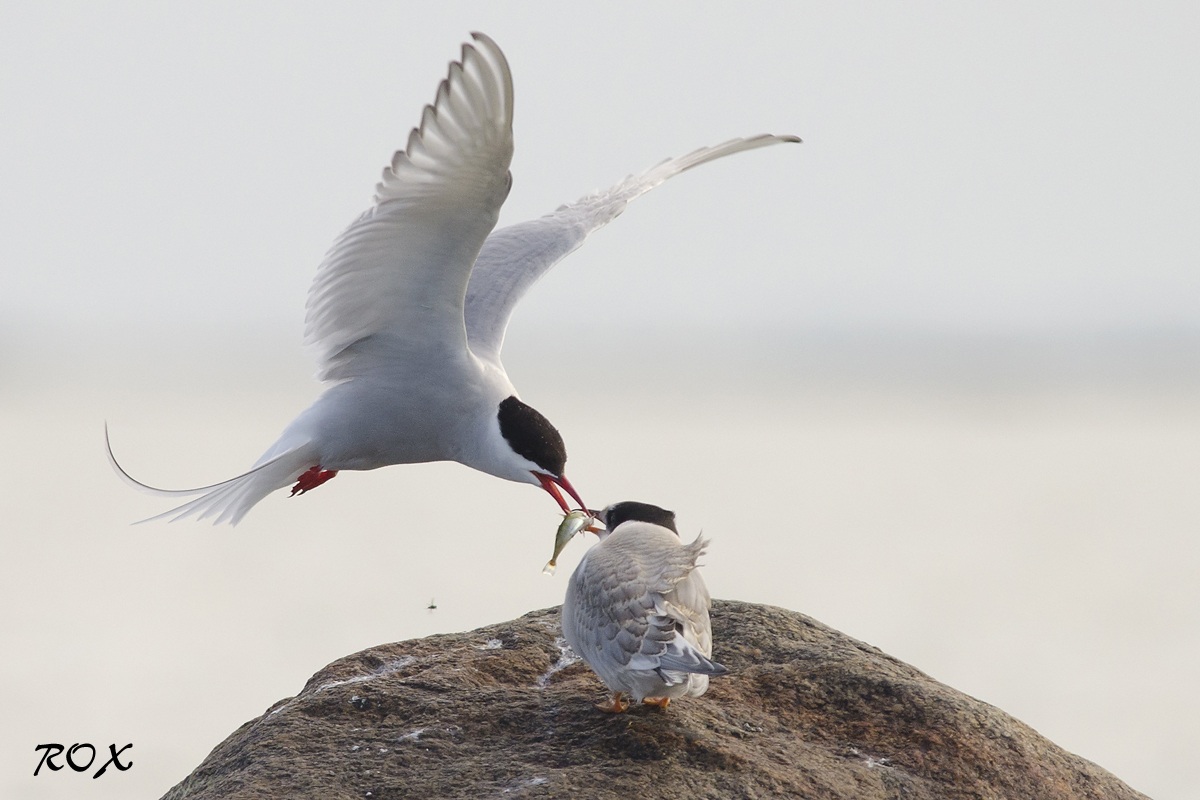 Arctic Tern alimentazione